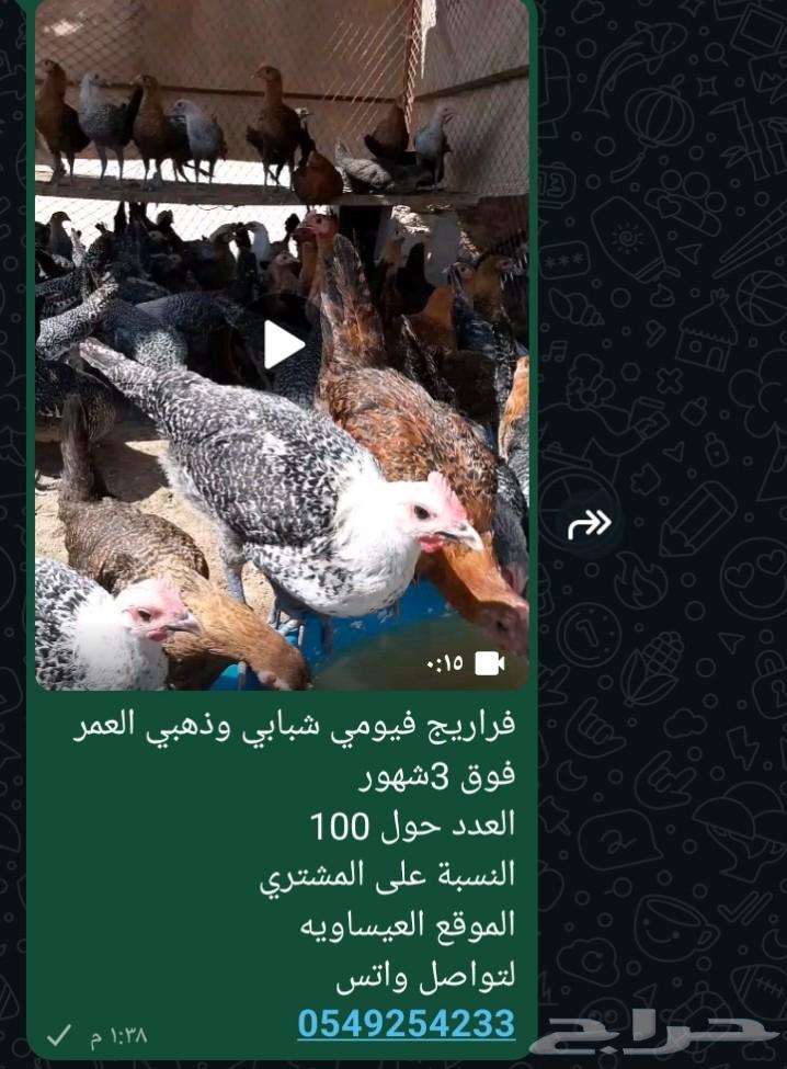 فيومي ذهبي وشبابي رجع الاعلان السابق64233960050561110