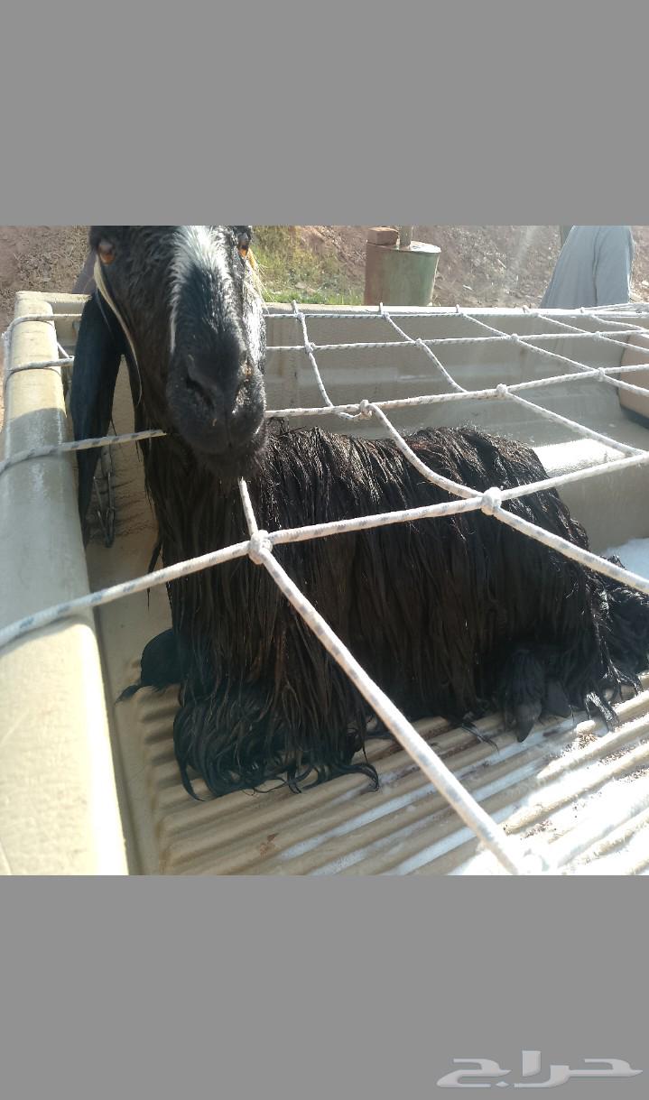 Two Najdi sheep, one mature and one sixth, for sale in Taimaa64240396046209111