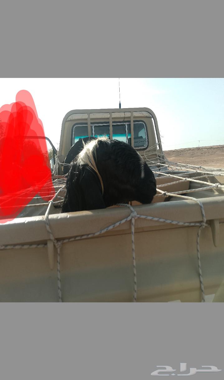 Two Najdi sheep, one mature and one sixth, for sale in Taimaa64240396046209110