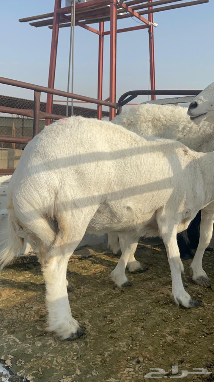للبيع غنم حيل ومعزاء64244772021506113