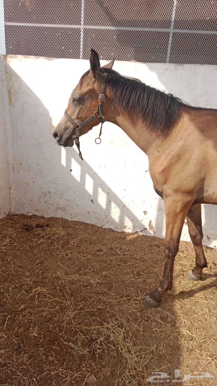 مهر شعبي للبيع العمر اقل من سنة64232339090561110