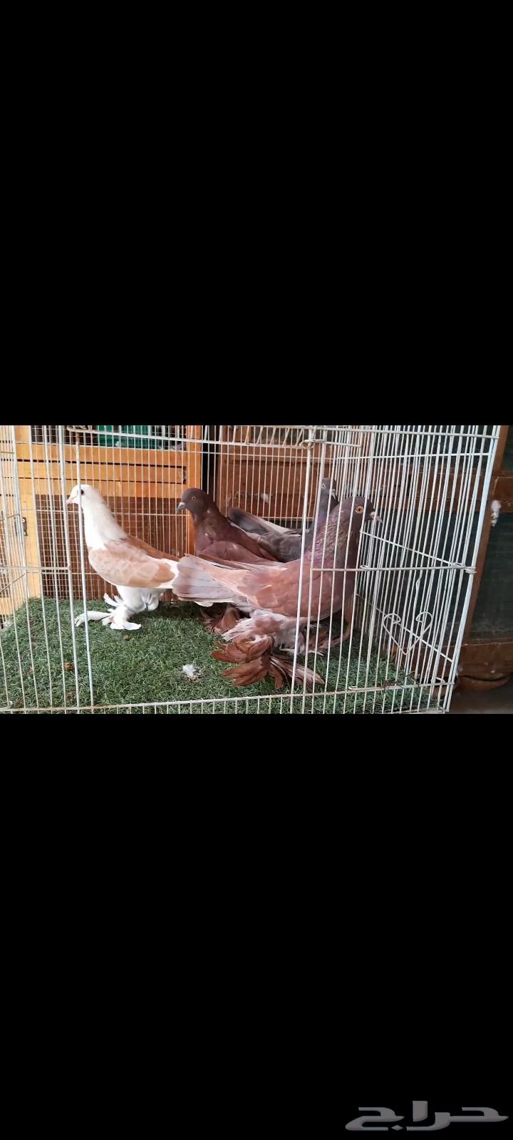حمام صفاقي للبيع64255393288323110