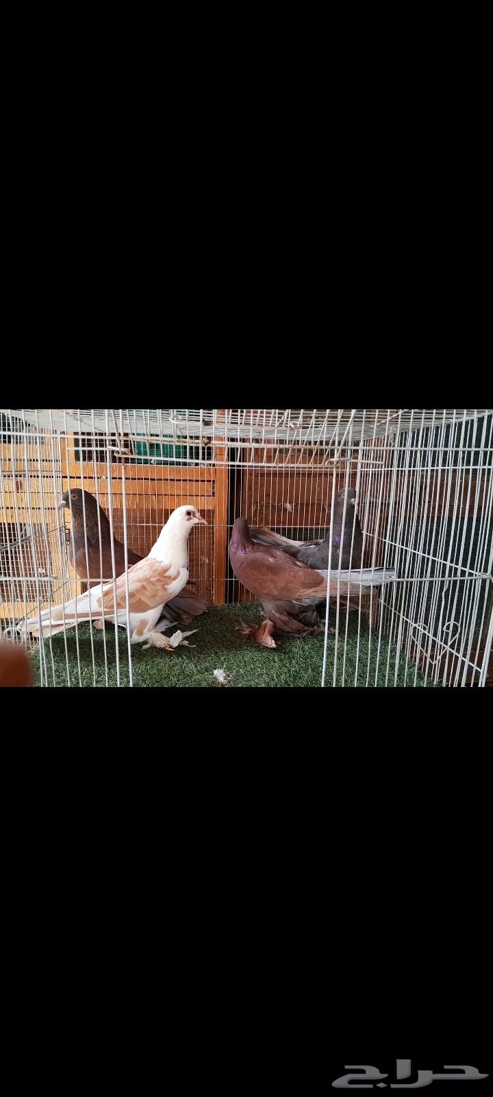 حمام صفاقي للبيع64255393288323111