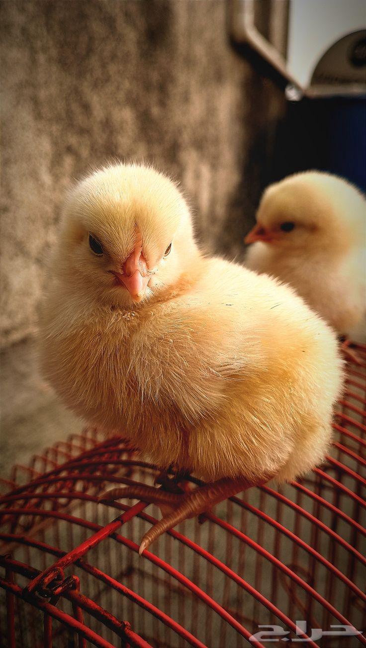 Brown Layer Chicks, Basic Generation64250928056321110