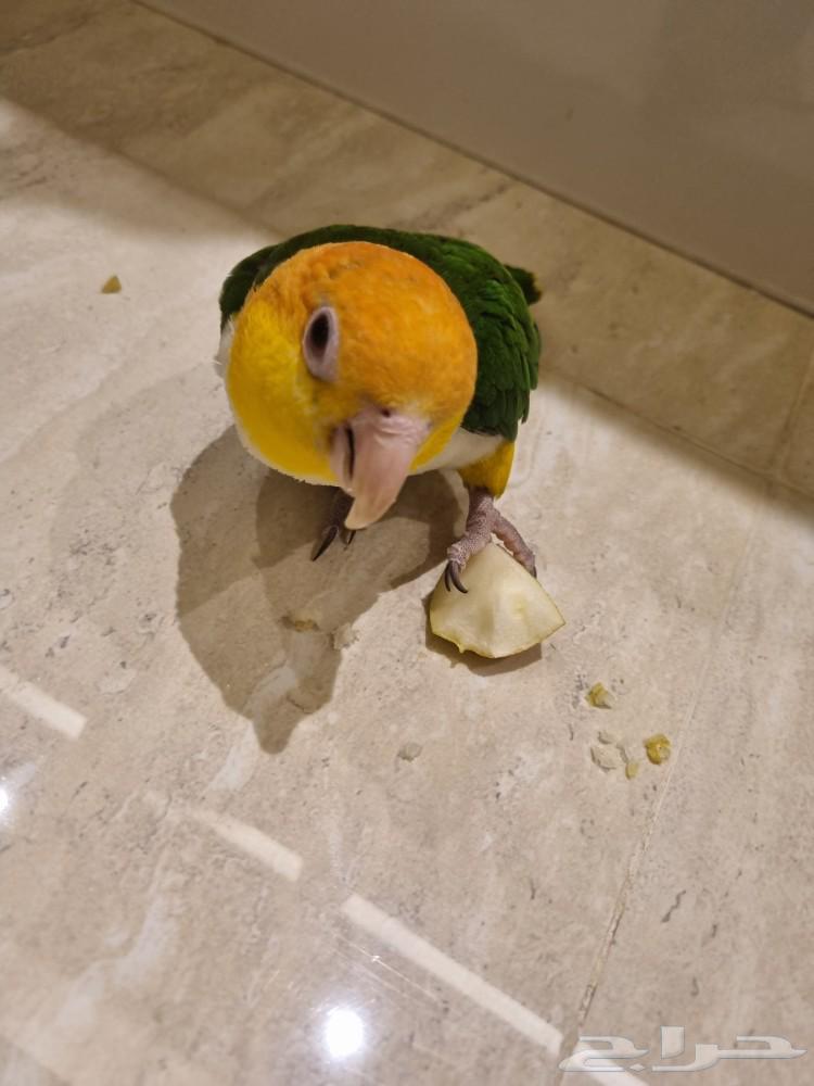ببغاء كايك أليف للبيع بداعي السفر المستعجل للجادين التواصل ا64243170033793111