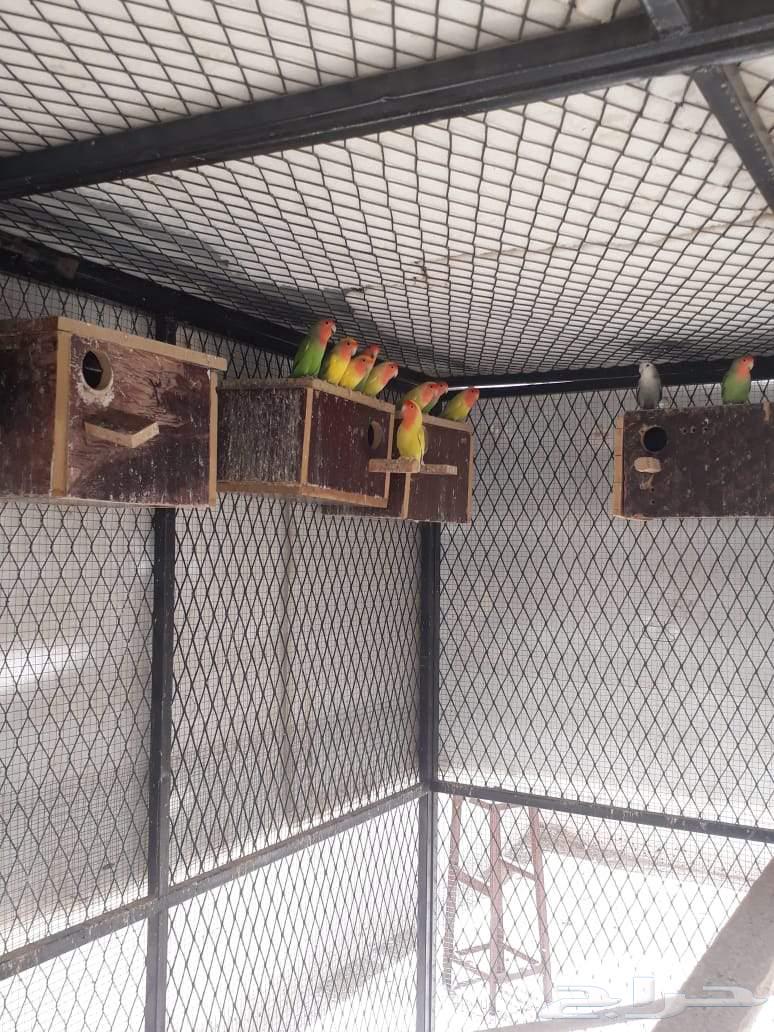 اجواز روز منتجه للبيع64241240263553112