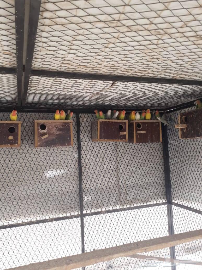 اجواز روز منتجه للبيع64241240263553110