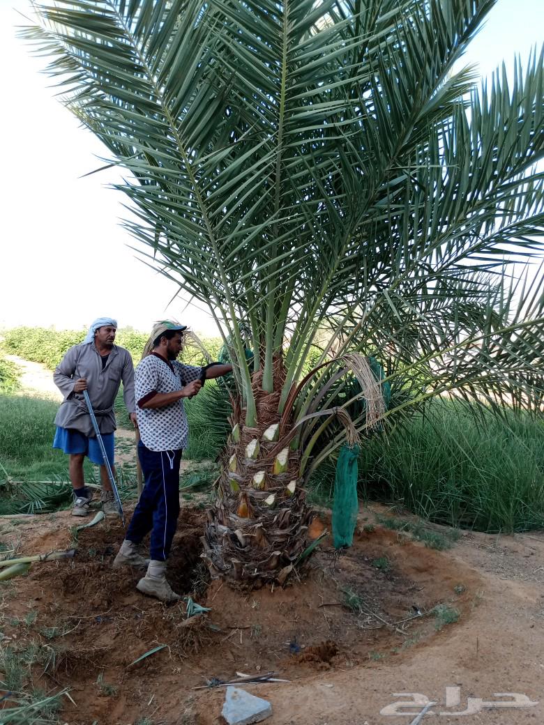 Date palms for sale, fruitful varieties: Khalas, Sukkari, Shishi, Manifi, Barhi, Sekri, Hilali, Sajj64246493379458110