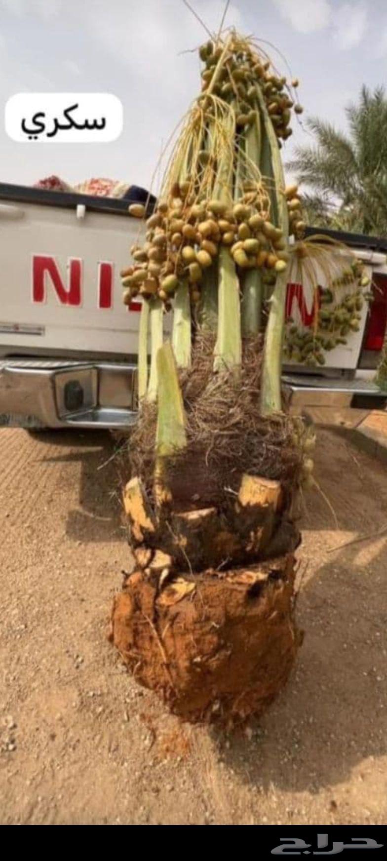 نخيل للبيع64240879320195110