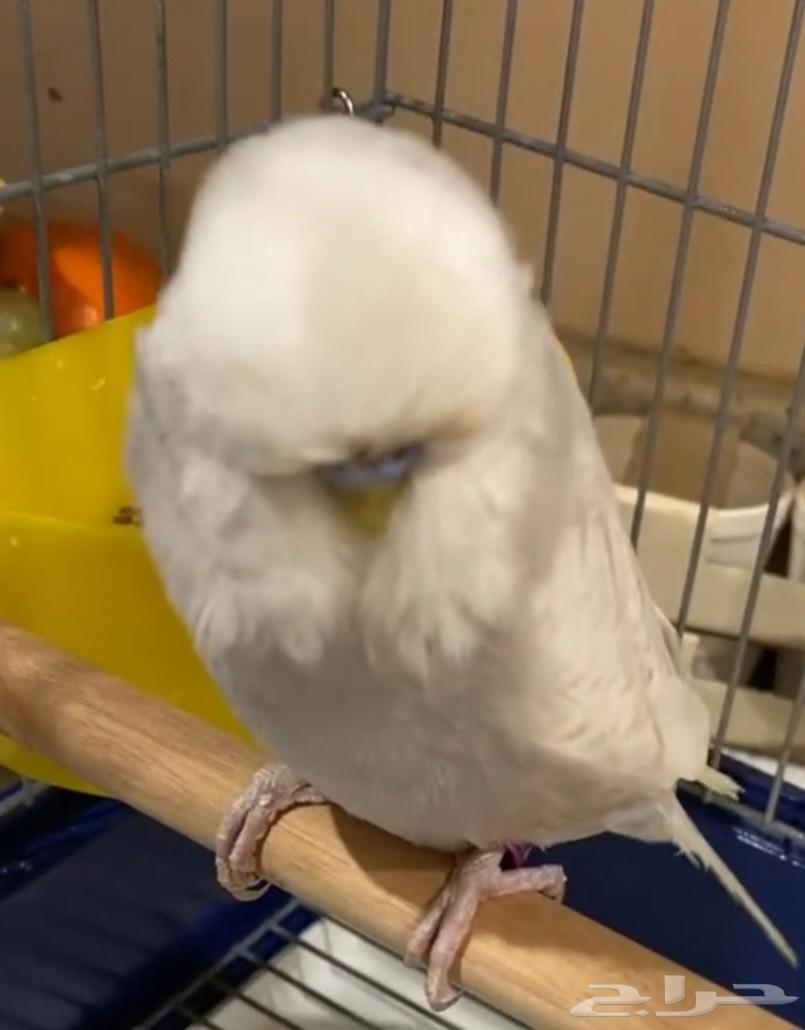 جوز باجي انجليزي64243342781955114