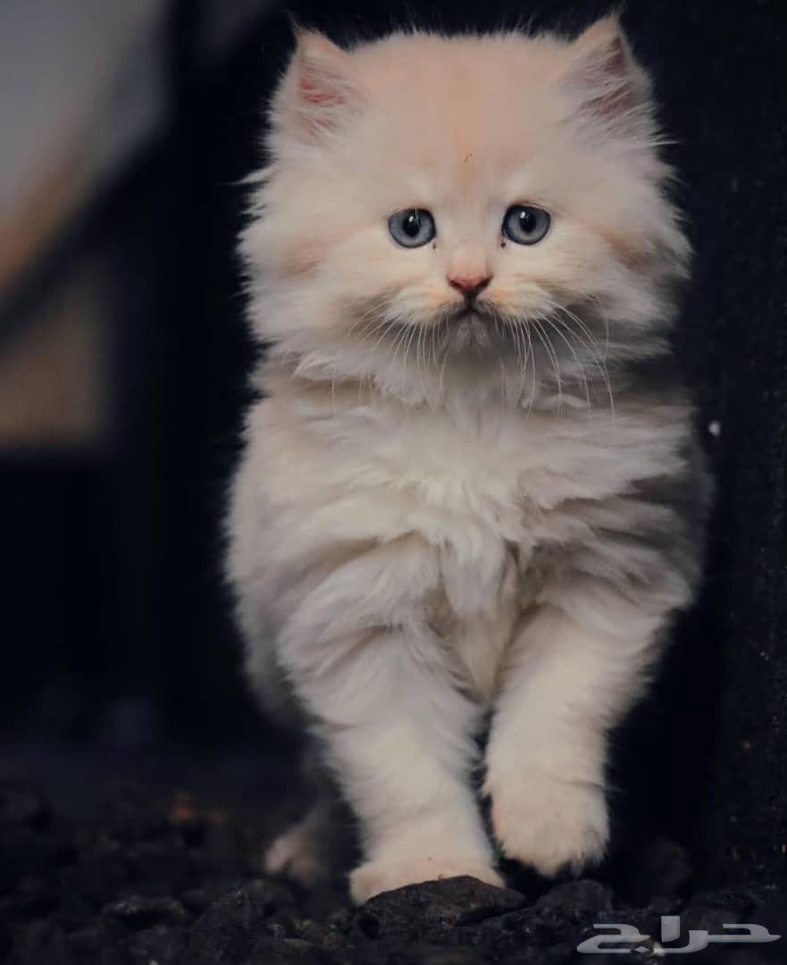 قطط صغار ( كيتن ) بيرشن مون فيس للبيع64255056611075112