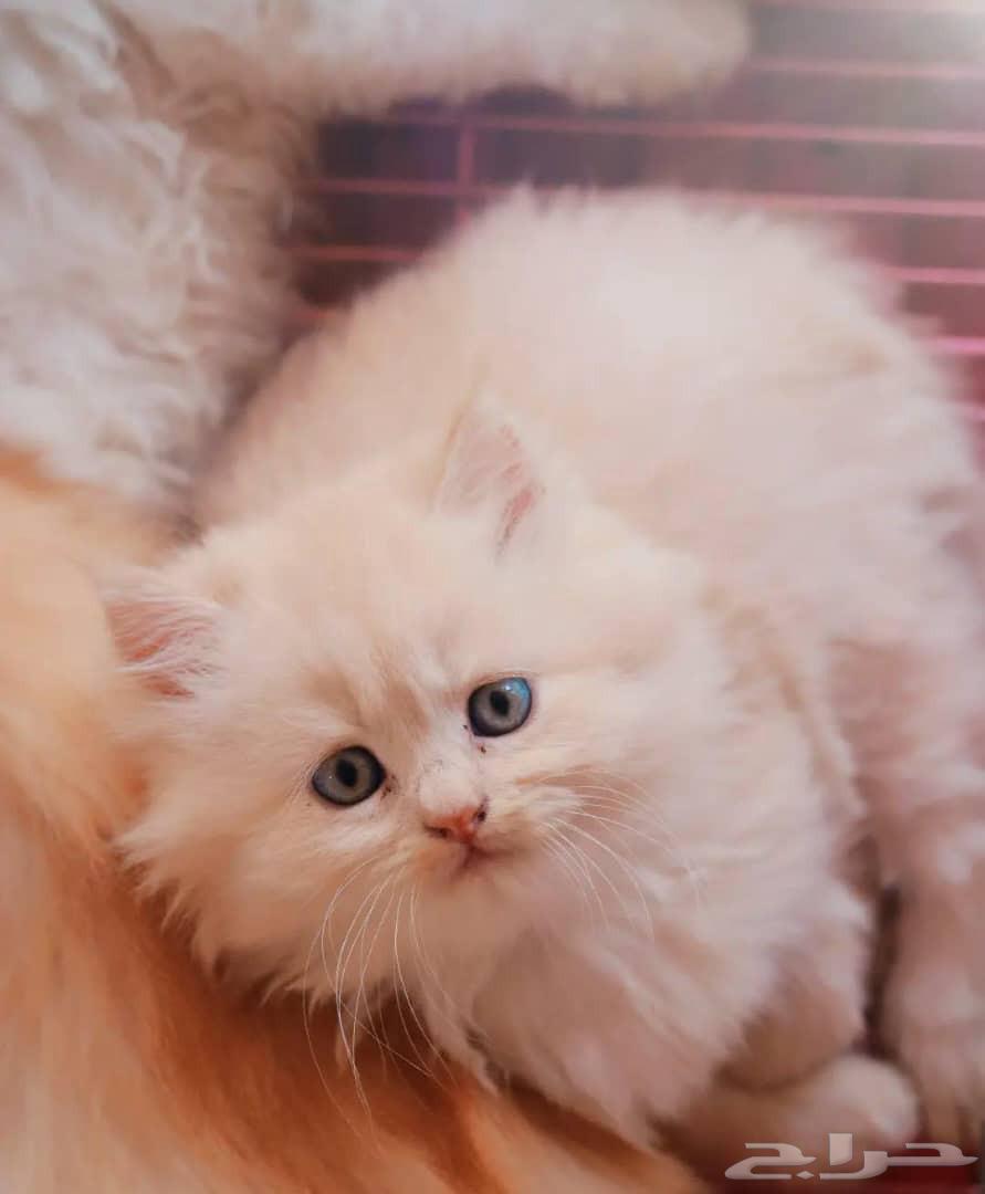 قطط صغار ( كيتن ) بيرشن مون فيس للبيع64255056611075114