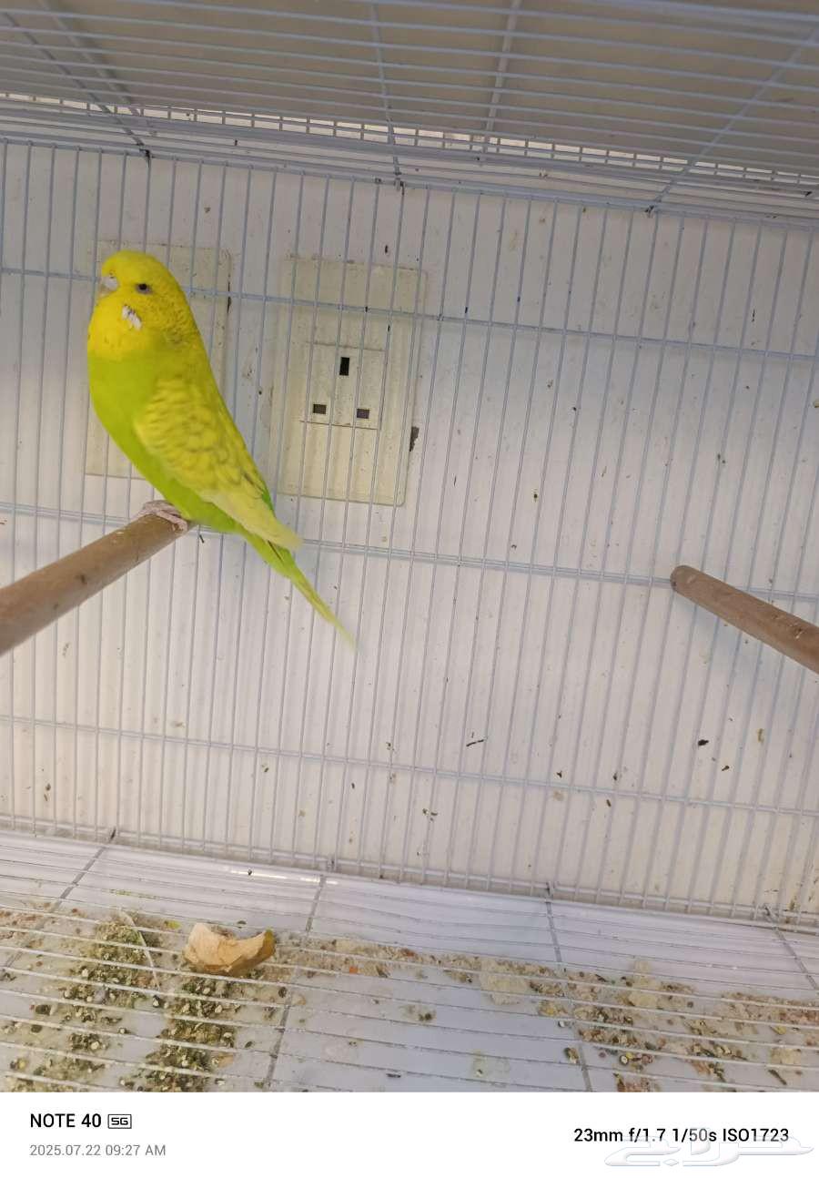 جوز باجي انجليزي64243342781955111