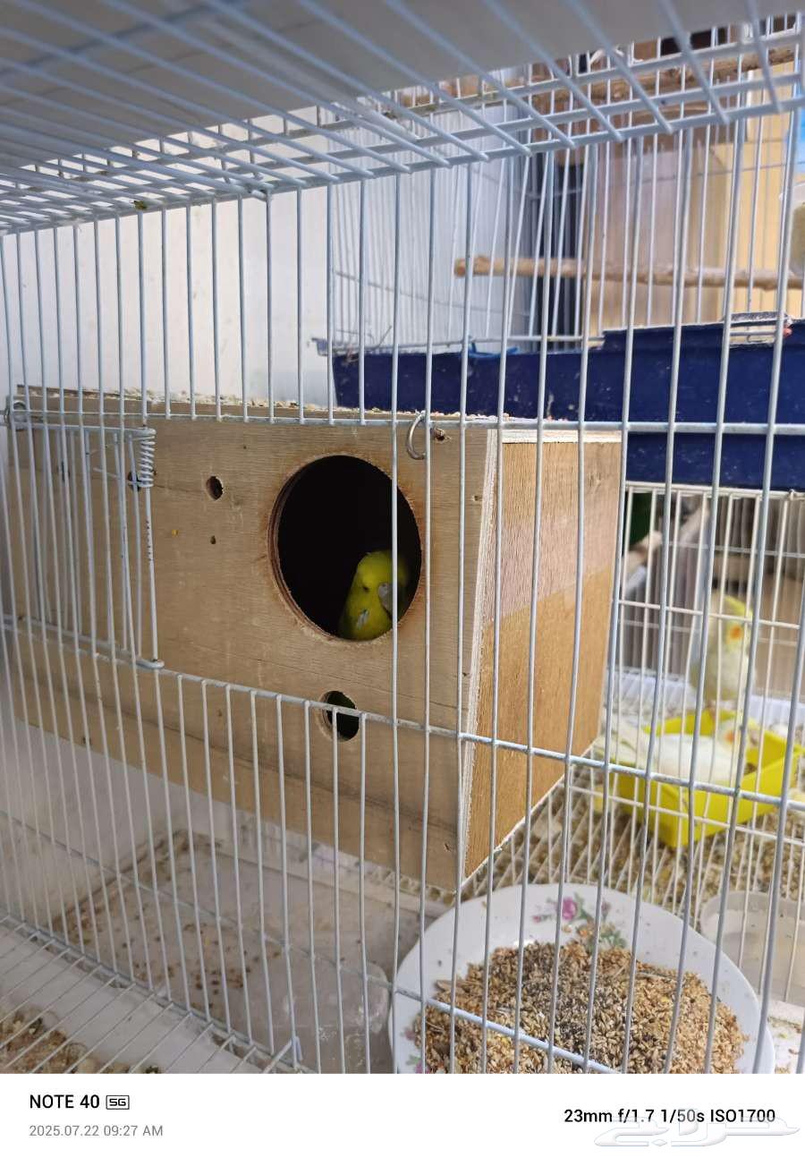 جوز باجي انجليزي64243342781955113