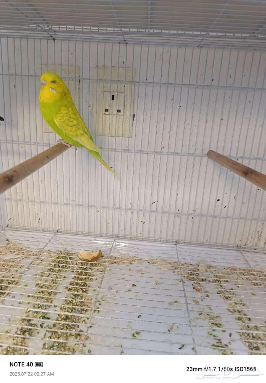 جوز باجي انجليزي64243342781955112