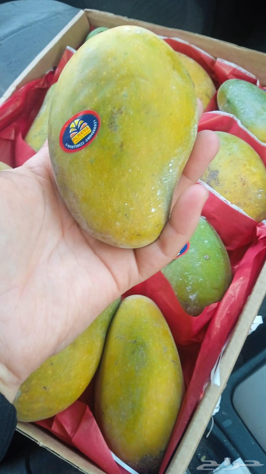 Available Egyptian apples, excellent quality, and mangoes named Ismaili Awais, excellent64234620302209114