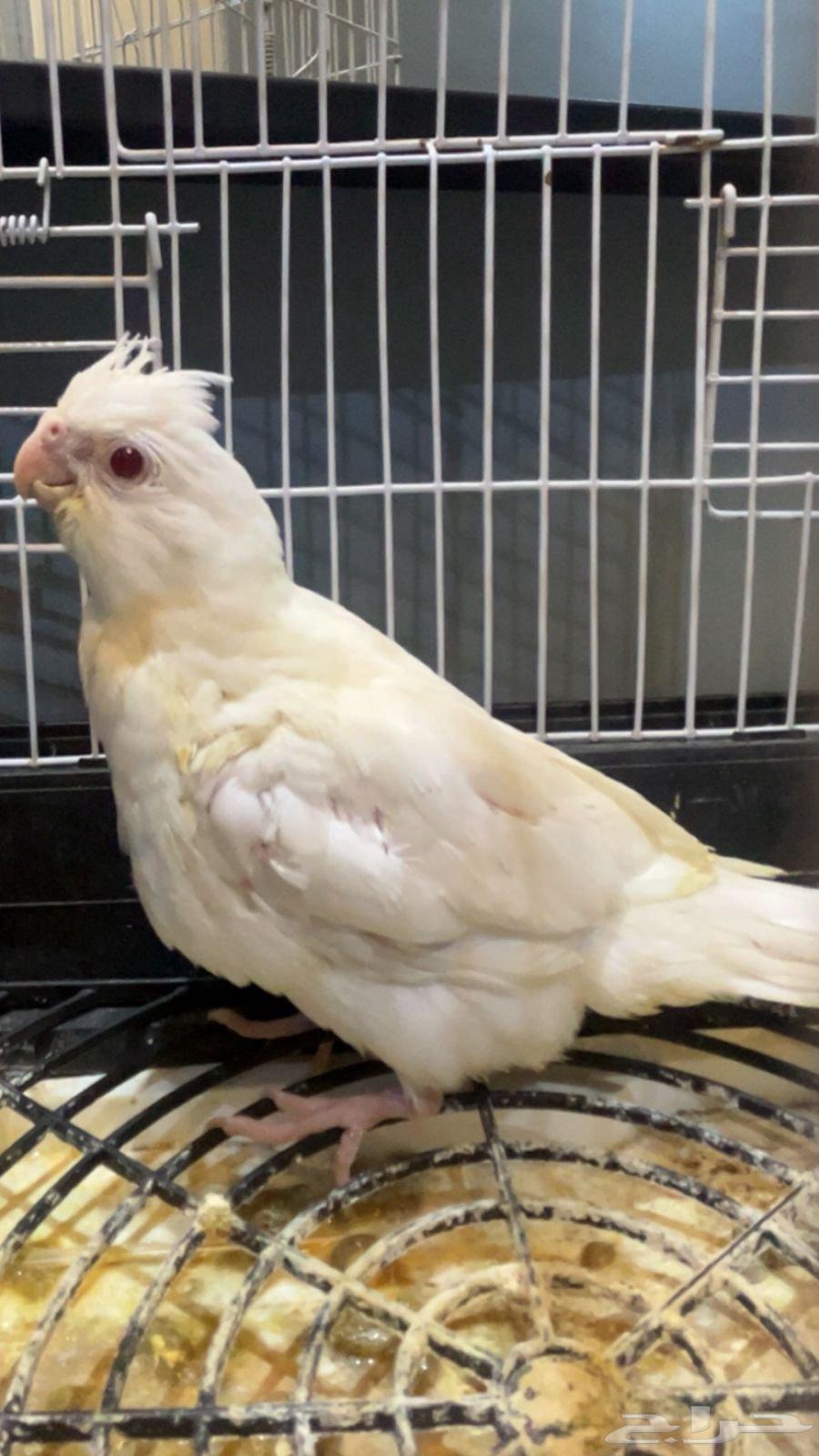 فرخ كروان البينو64251544169859111