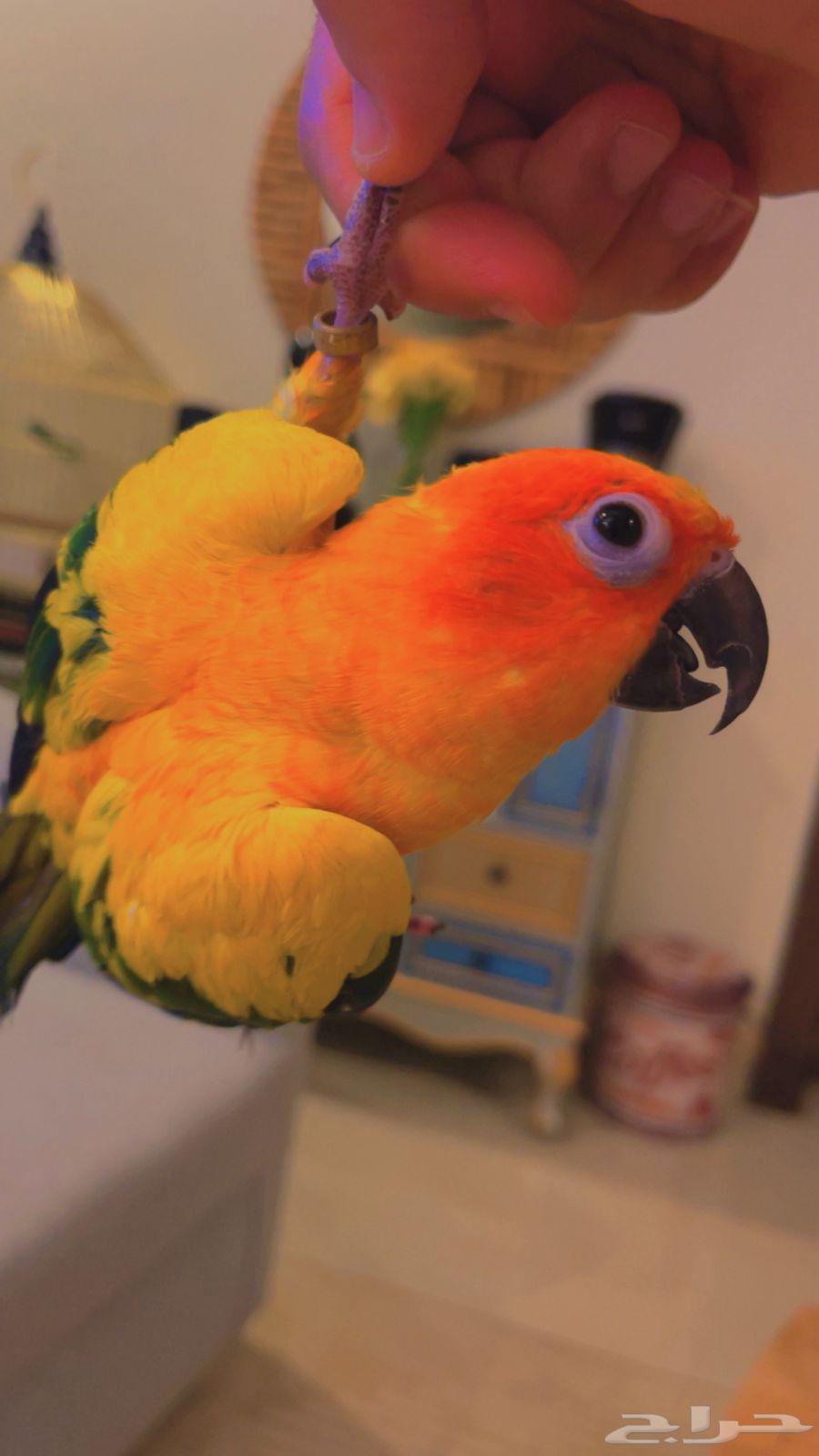 ببغاء صن كنيور قمه ف الولافه مستوى جميل64237286667905110