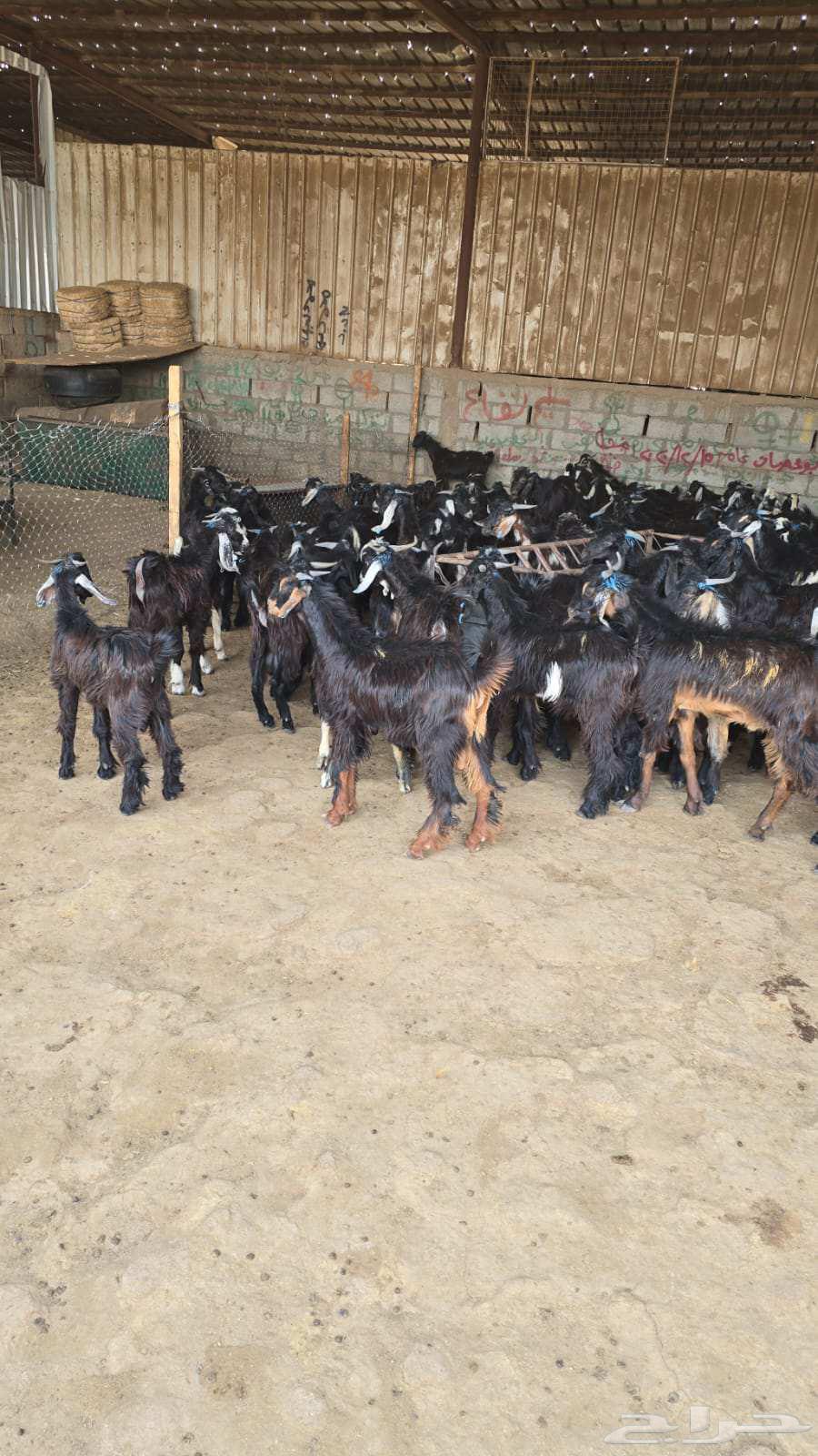 تيوس بلدي مثل اللوز ورخيصه64242455767811110