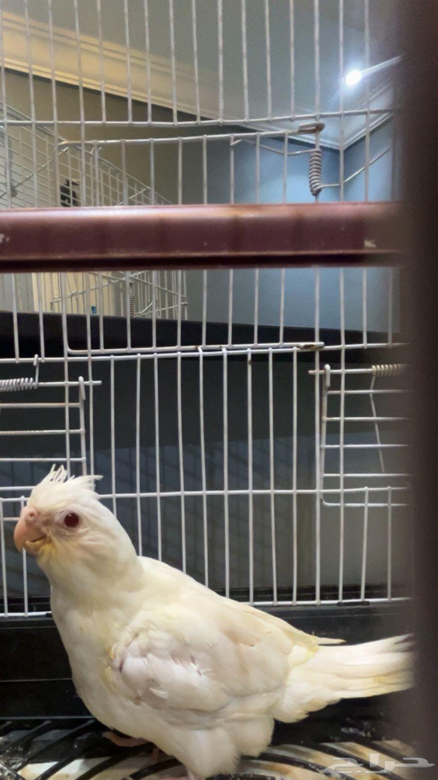 فرخ كروان البينو64251544169859110