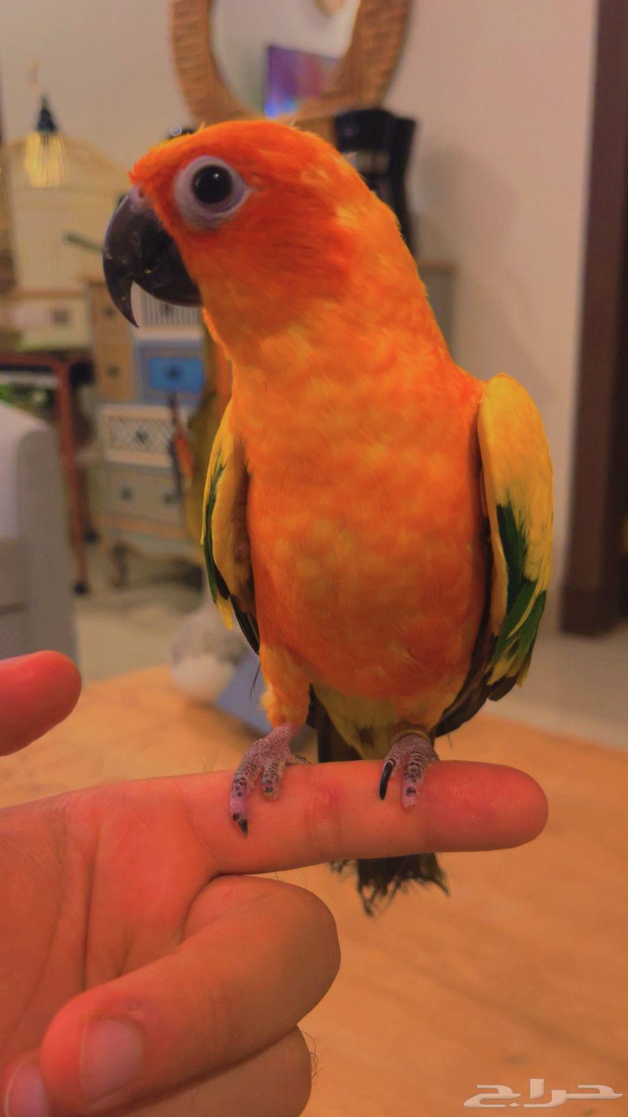 ببغاء صن كنيور قمه ف الولافه مستوى جميل64237286667905111