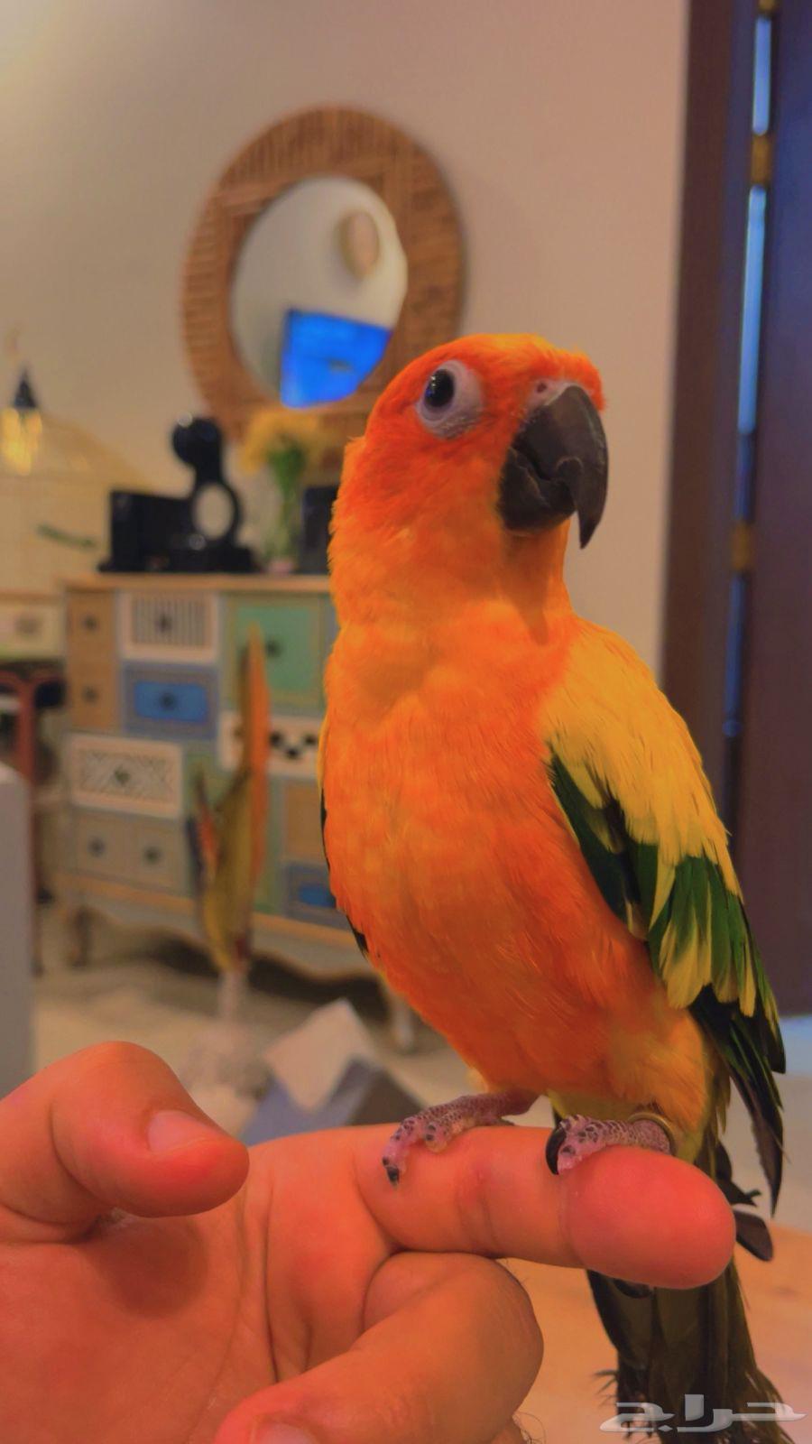 ببغاء صن كنيور قمه ف الولافه مستوى جميل64237286667905114