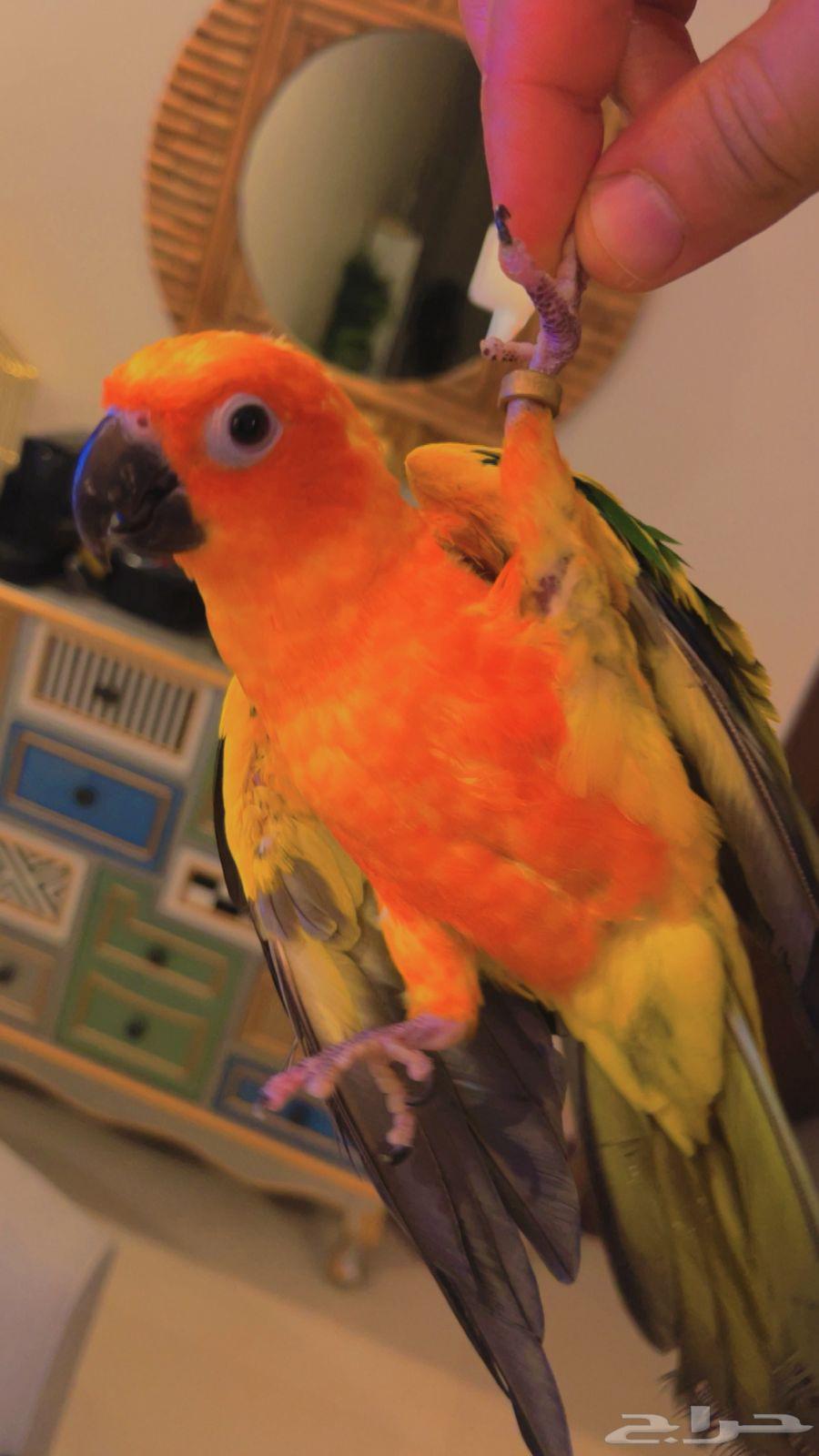 ببغاء صن كنيور قمه ف الولافه مستوى جميل64237286667905112