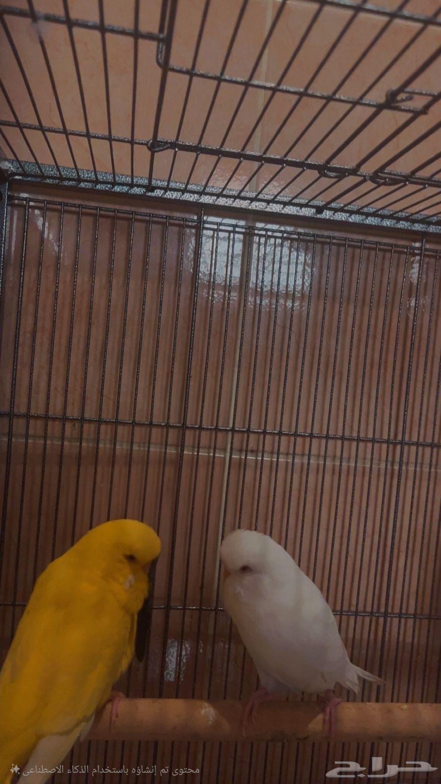 جوز انجليزي بادجي لاتينو البينو64240713582465110