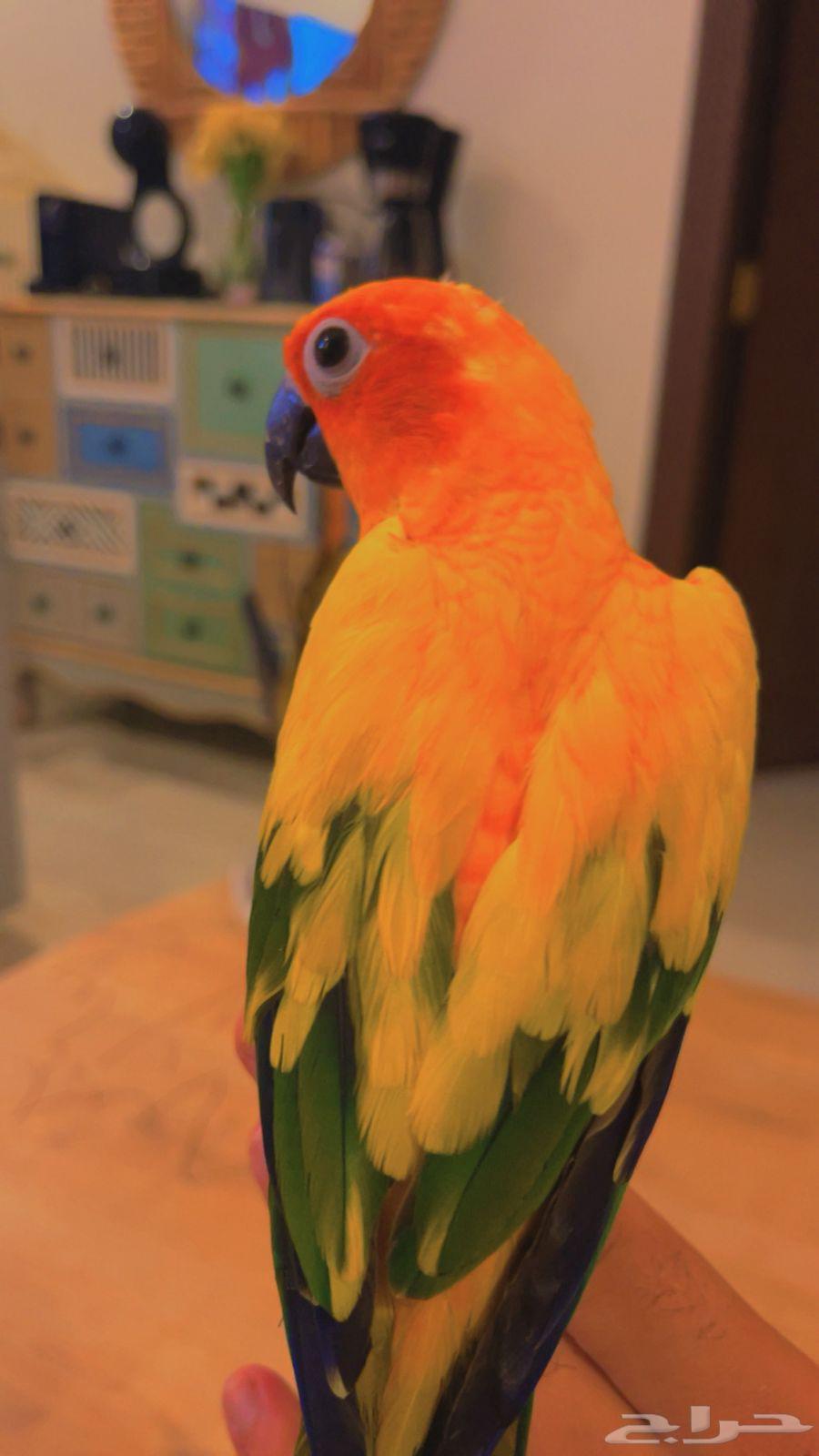ببغاء صن كنيور قمه ف الولافه مستوى جميل64237286667905113