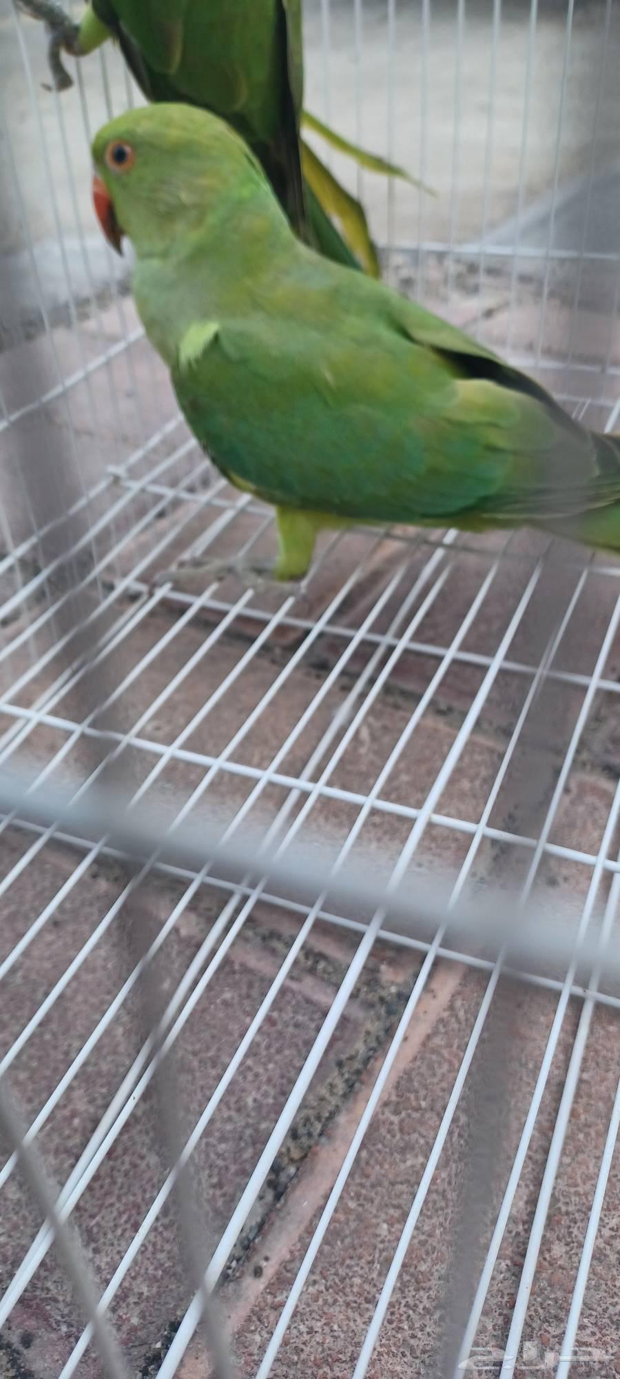 بيبيه دره64243342506754110