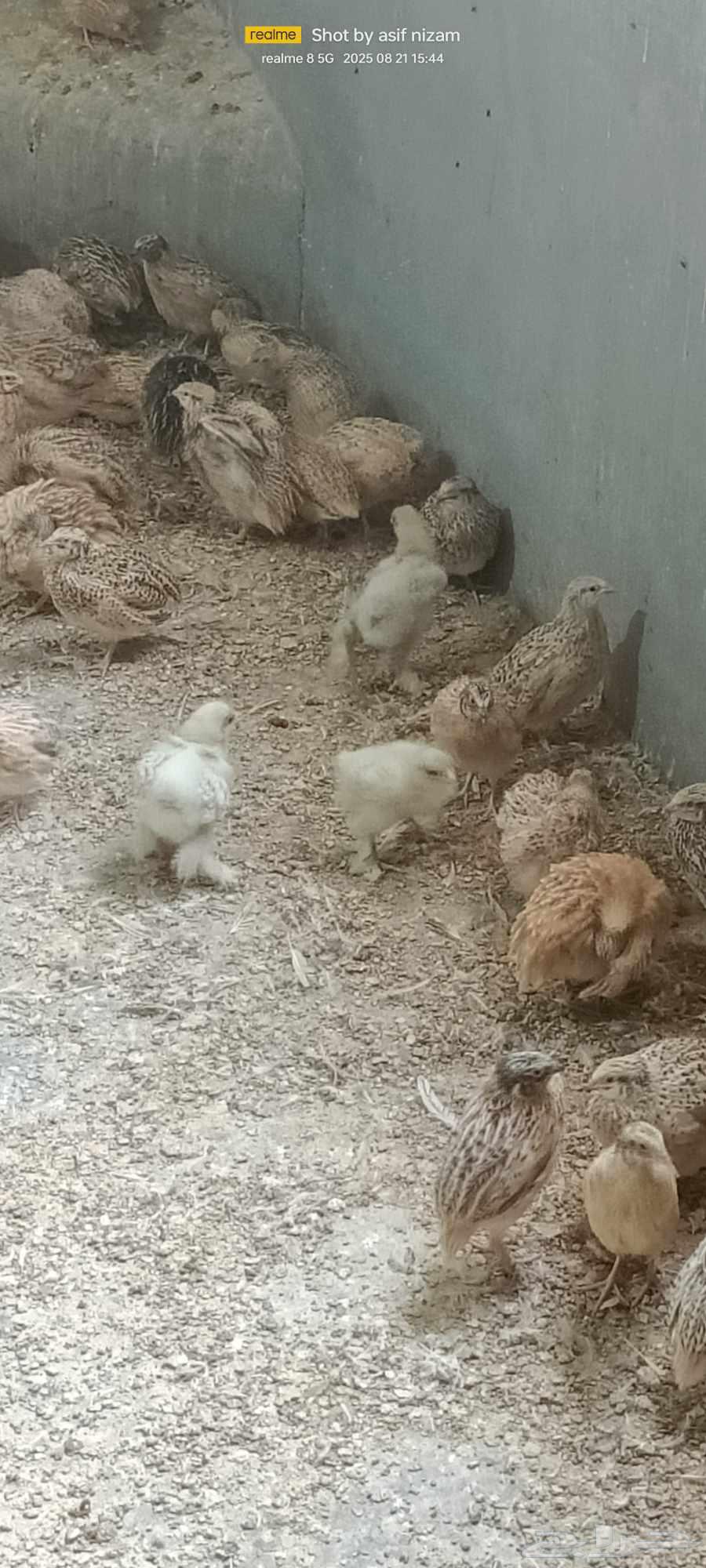 12 Brahma Chicks from One Week to One Month Old64250415567491111