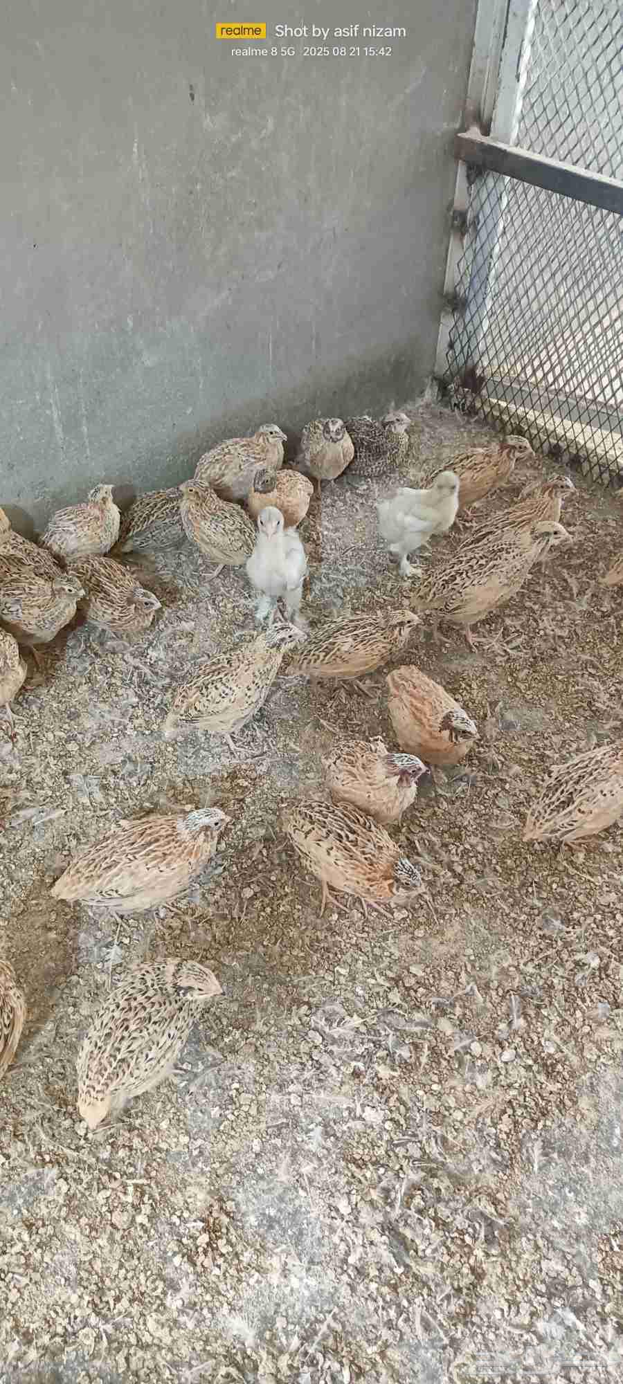 12 Brahma Chicks from One Week to One Month Old64250415567491114