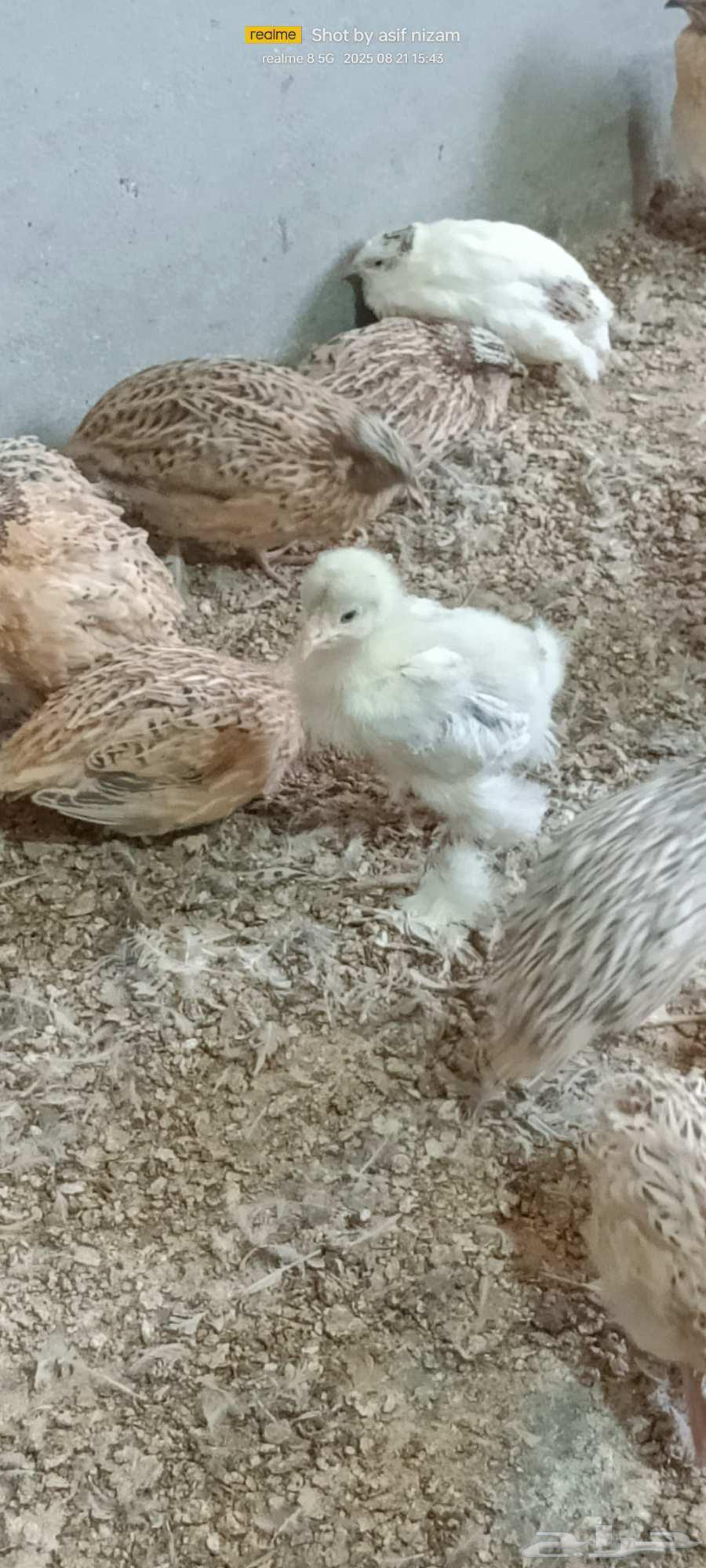 12 Brahma Chicks from One Week to One Month Old64250415567491113