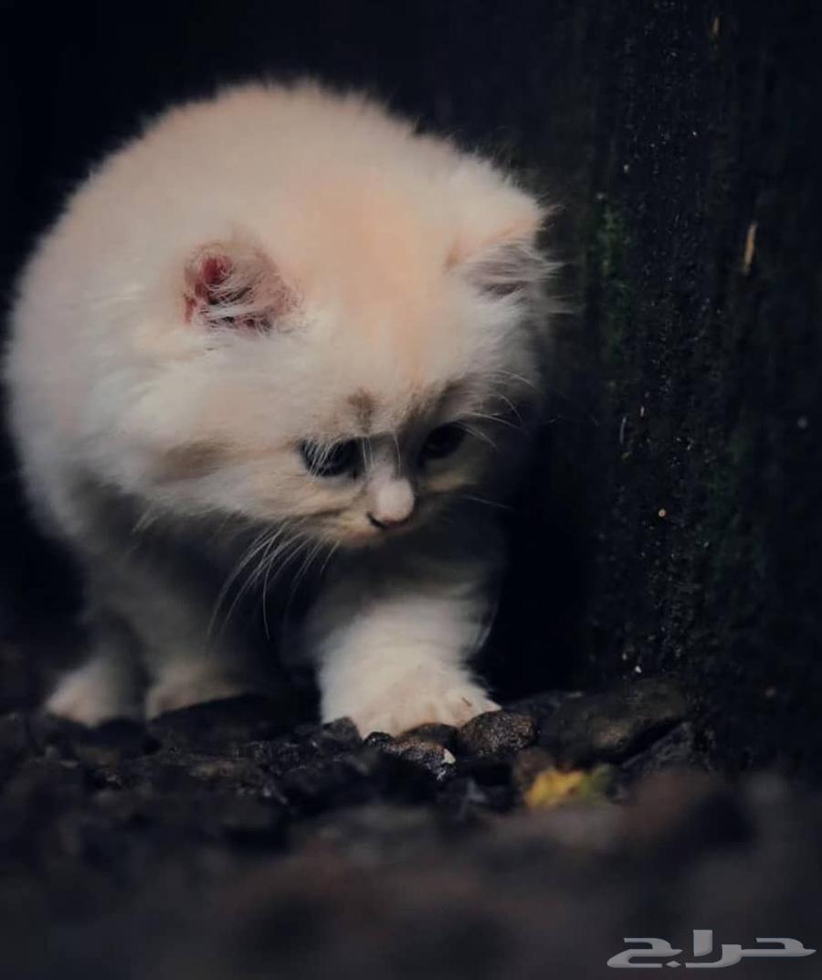 قطط صغار ( كيتن ) بيرشن مون فيس للبيع64255056611075113