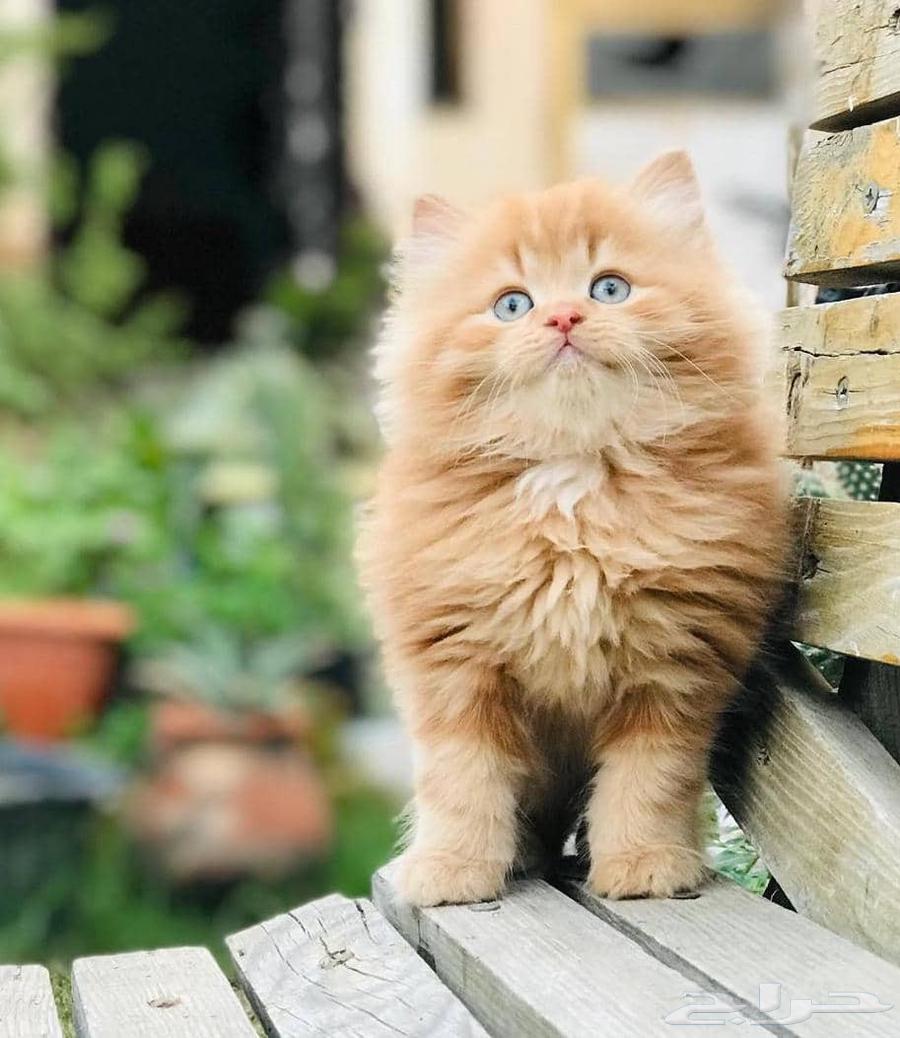 قطط صغار ( كيتن ) بيرشن مون فيس للبيع64255056611075110