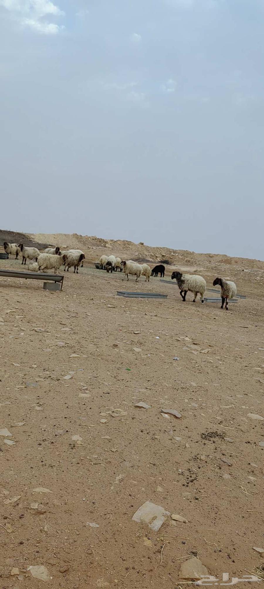 غنم نعيم صنف للبيع64247713224321110