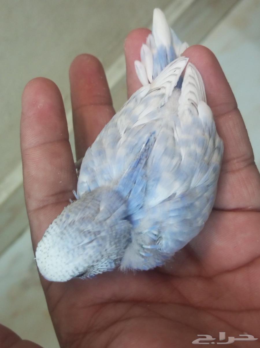 للبيع خمسه فروخ بادجي 200ريال جميع64246299966977114