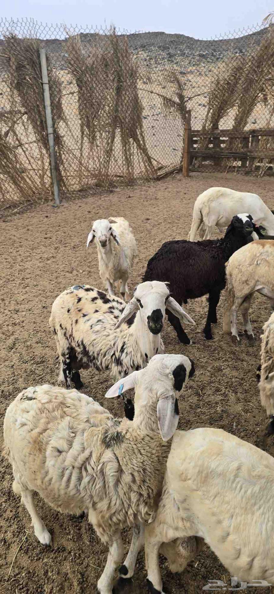 طليان سواكني تربيه 3 اشهر64251544129667114