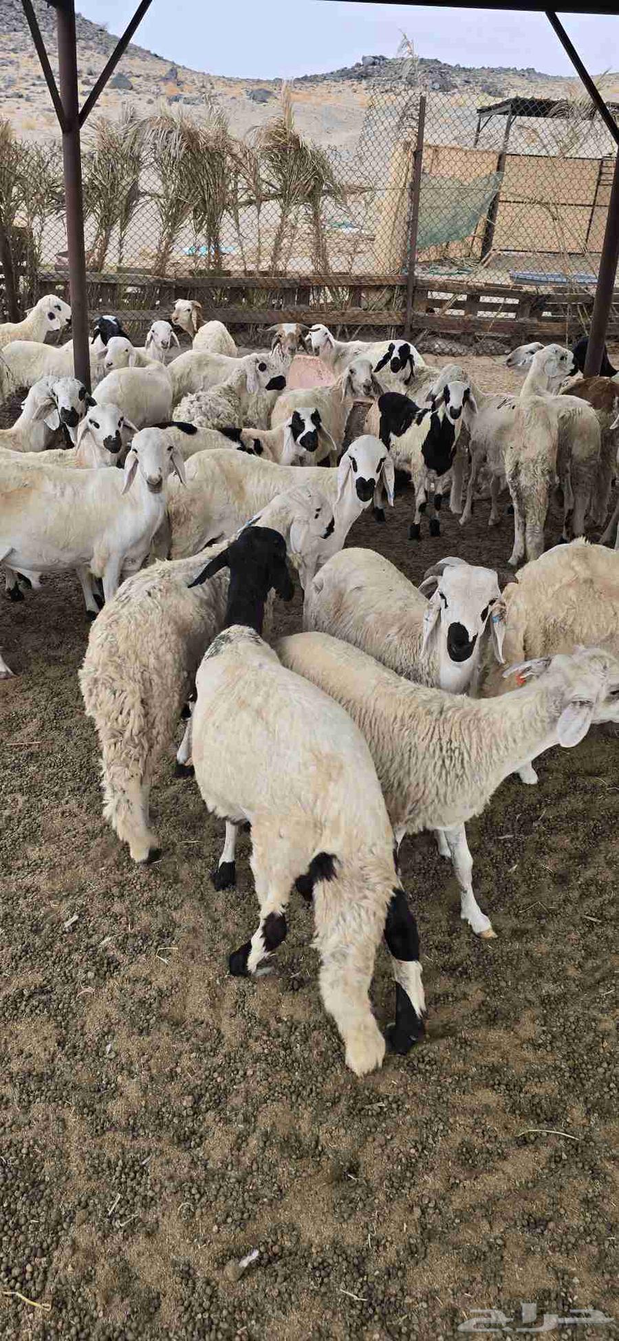 طليان سواكني تربيه 3 اشهر64251544129667112