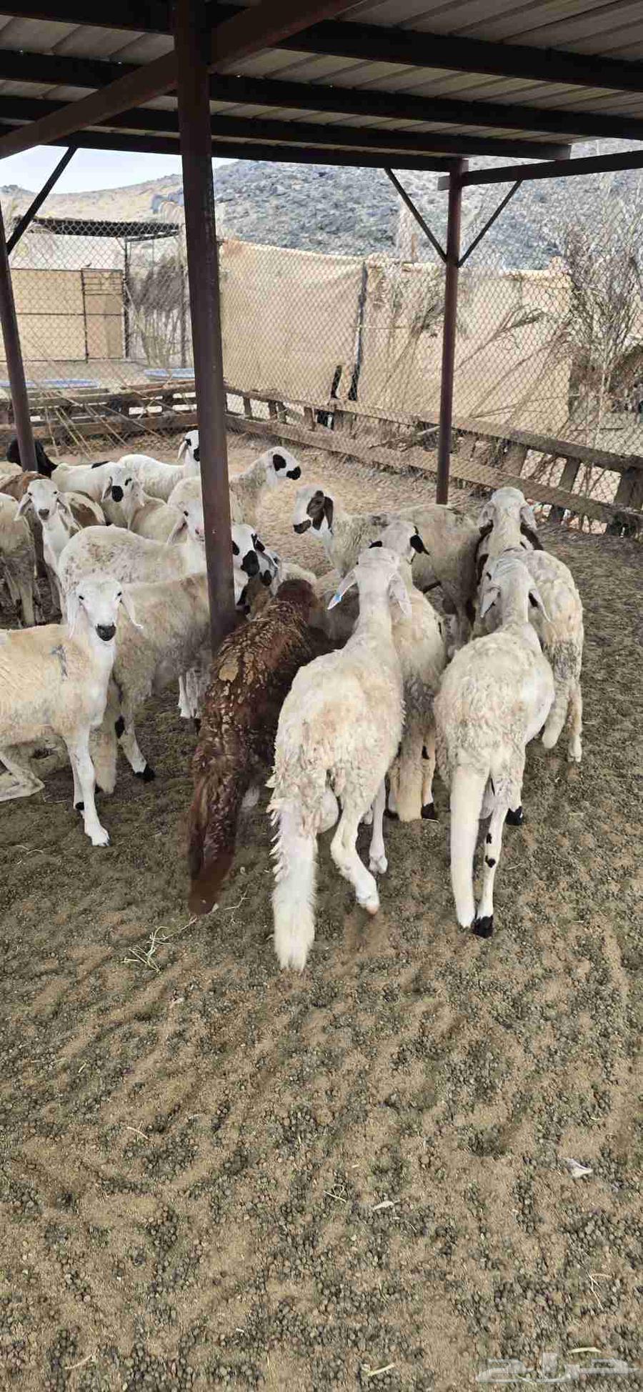 طليان سواكني تربيه 3 اشهر64251544129667111