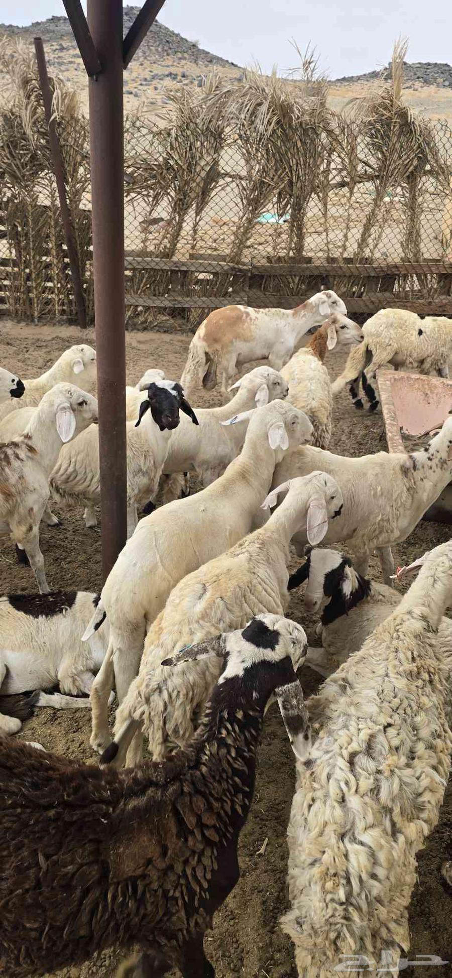 طليان سواكني تربيه 3 اشهر64251544129667113