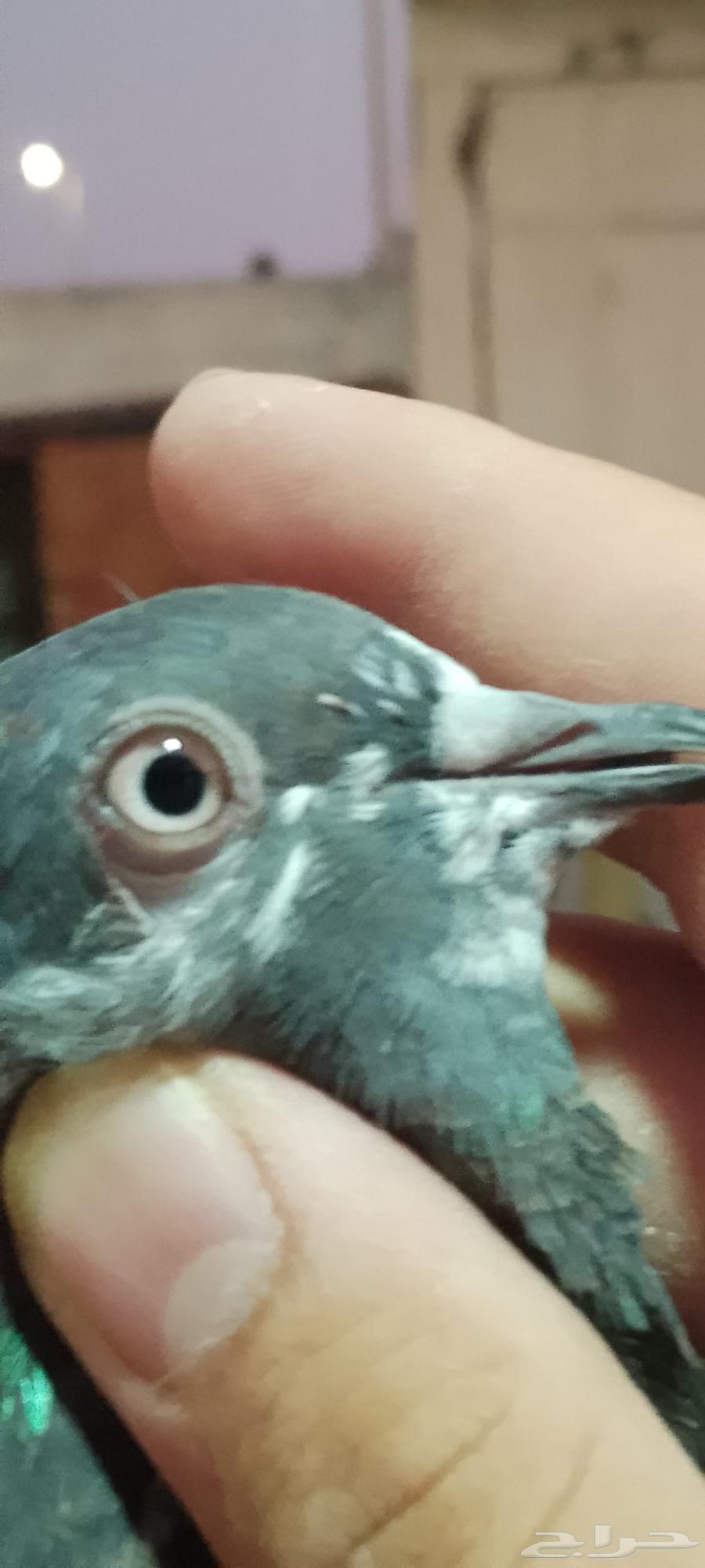 حمام البيع بكستاني و دحل64250073861121110