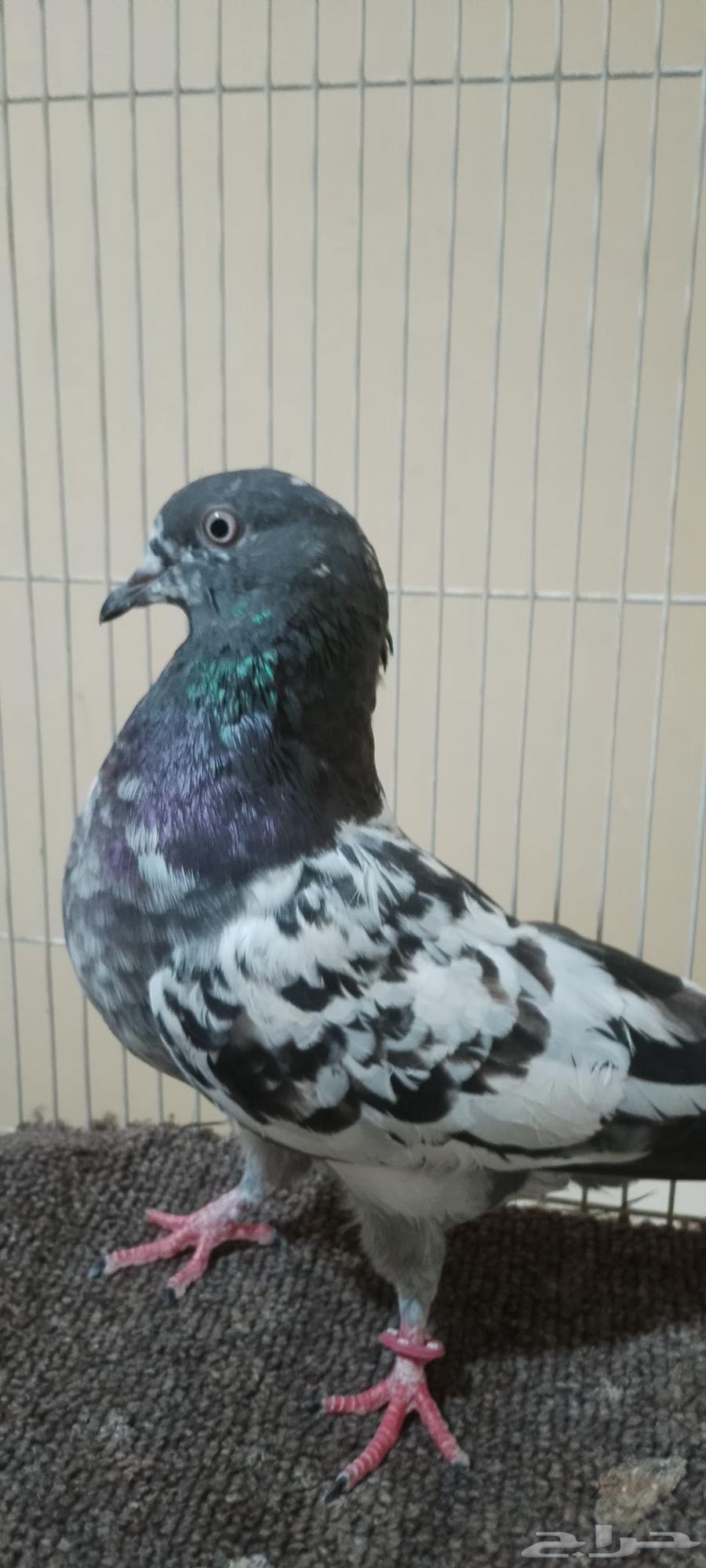 حمام البيع بكستاني و دحل64250073861121113