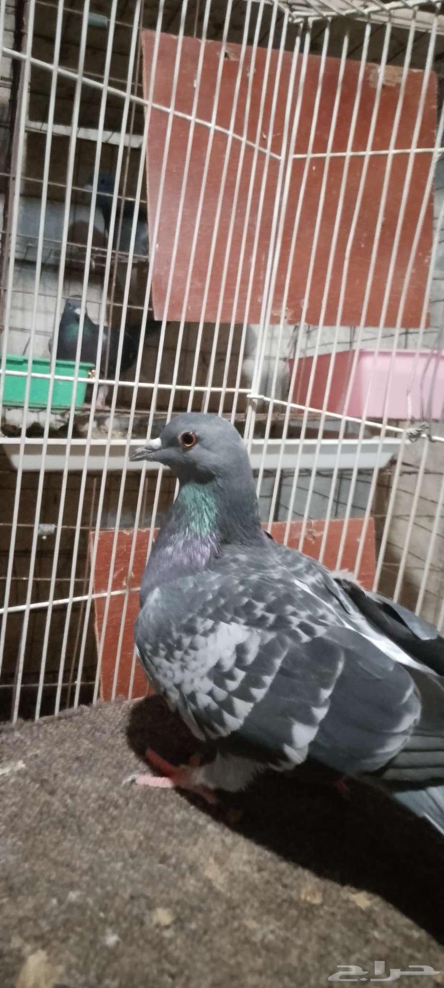 حمام البيع بكستاني و دحل64250073861121114