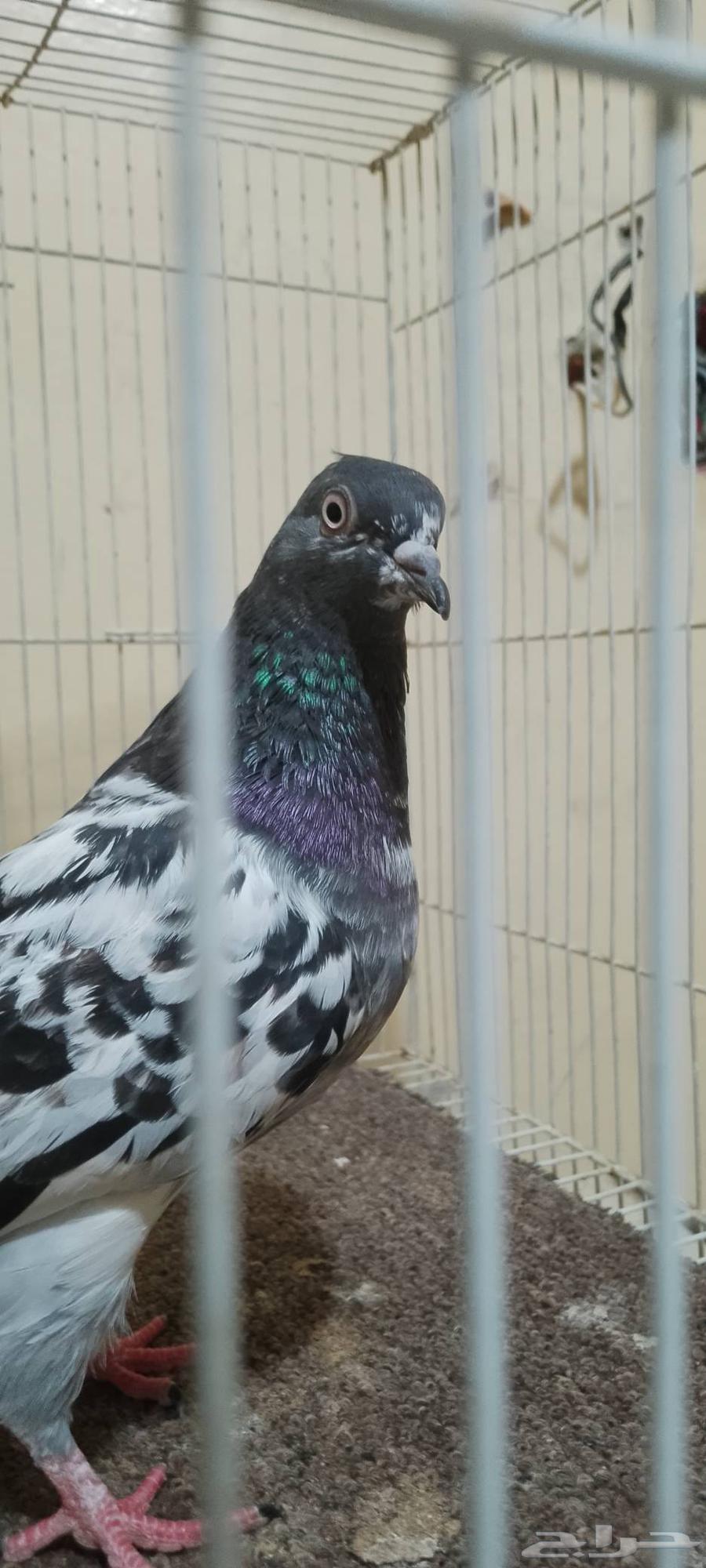 حمام البيع بكستاني و دحل64250073861121112