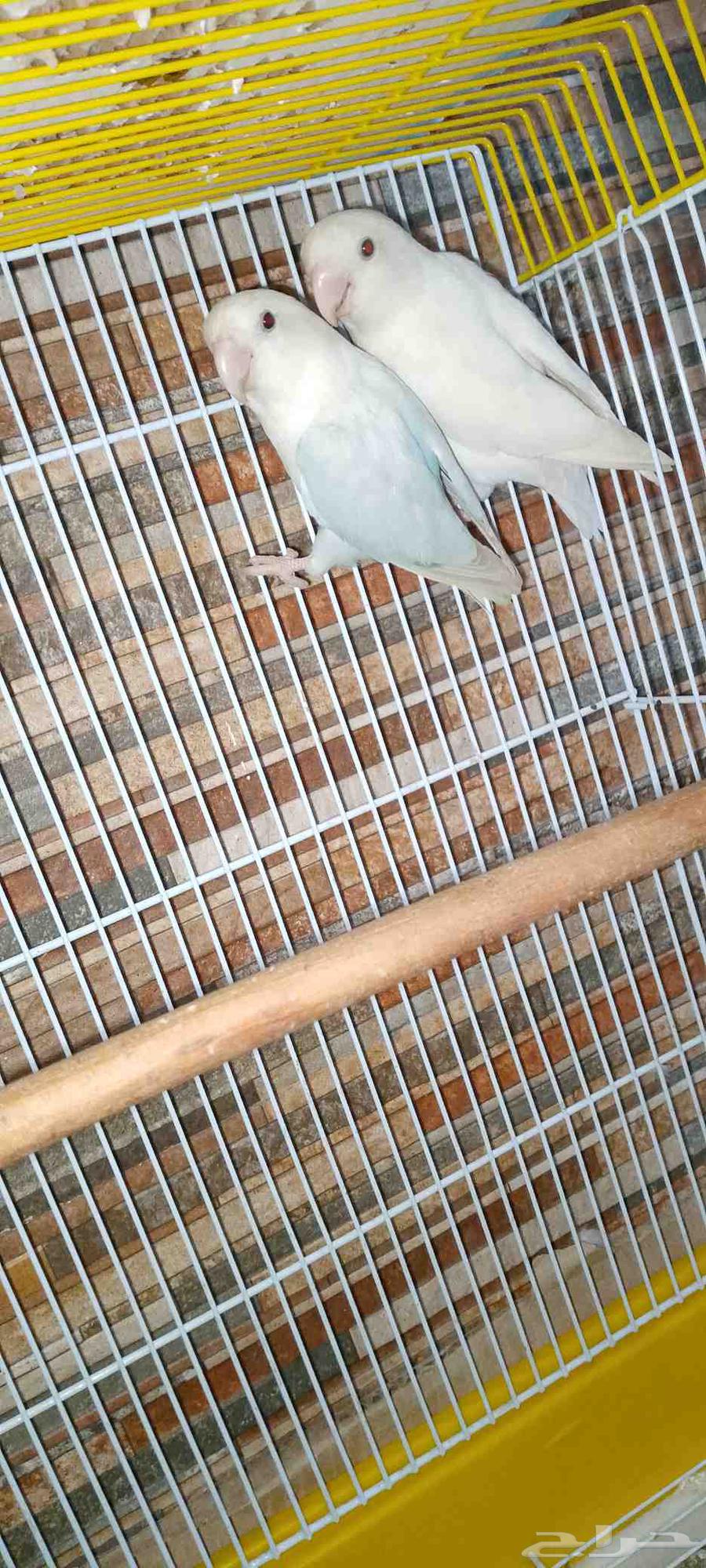 جوز روز صاف عش64235175923075110