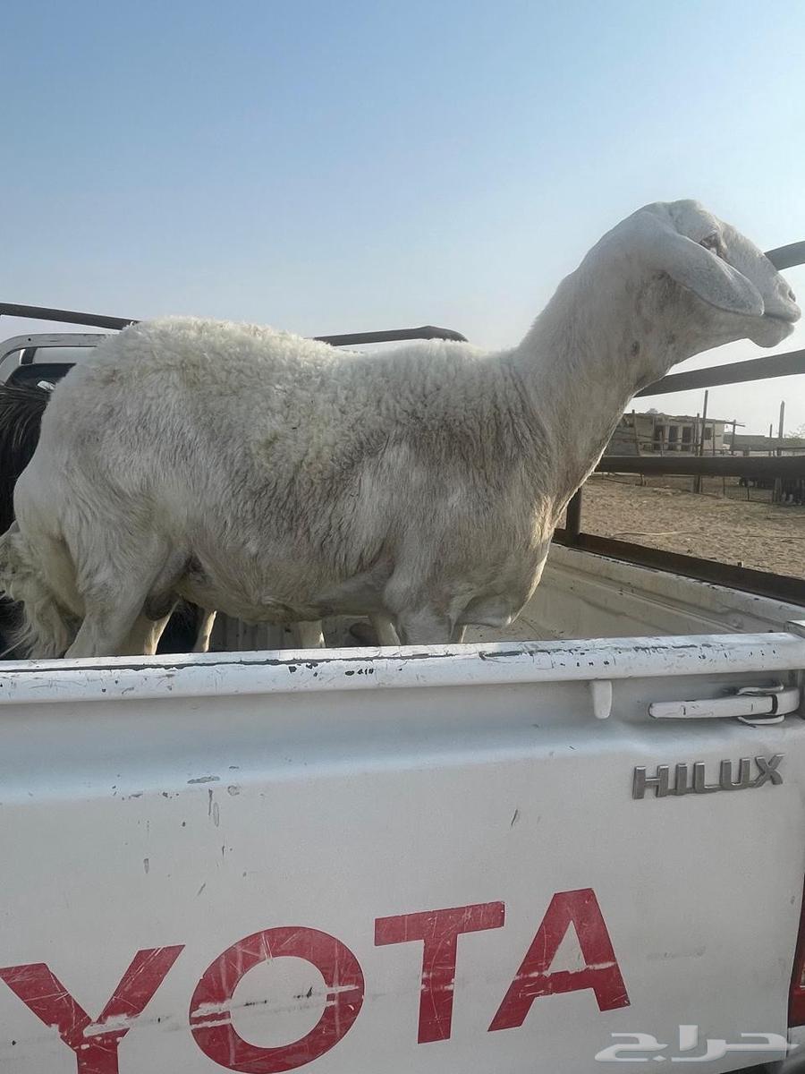 للبيع غنم حيل ومعزاء64244772021506111