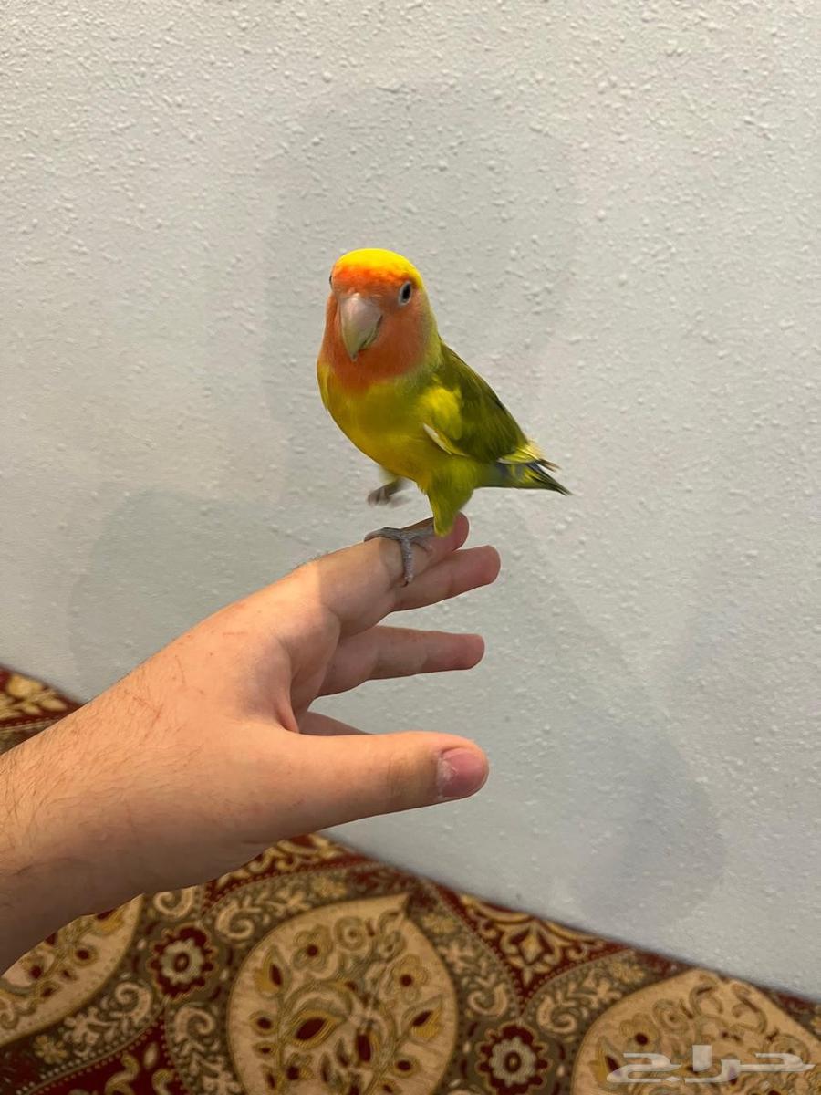 انثى روز اليفه وهدد بسعر خرافي لاتفوتكم64248907105794112