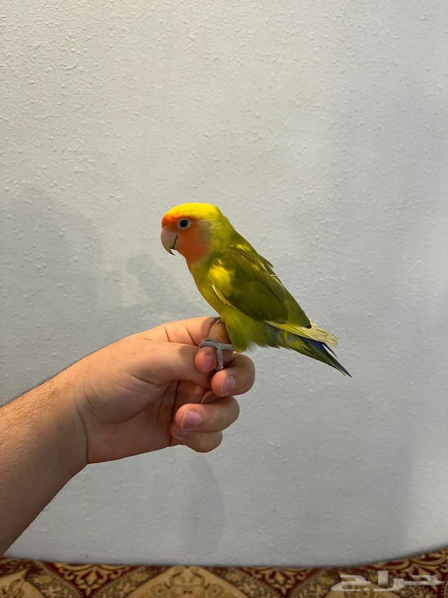 انثى روز اليفه وهدد بسعر خرافي لاتفوتكم64248907105794110