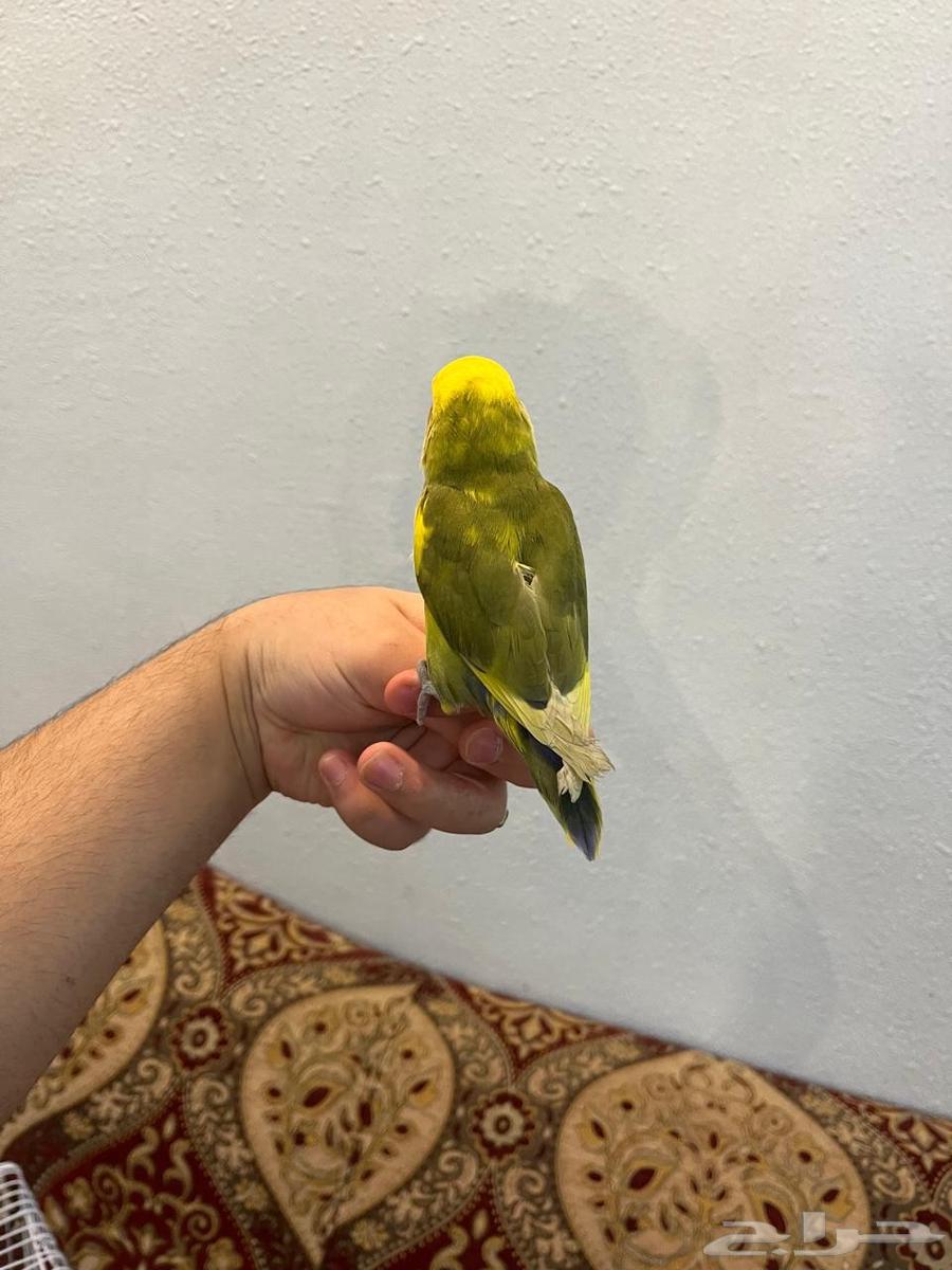 انثى روز اليفه وهدد بسعر خرافي لاتفوتكم64248907105794111